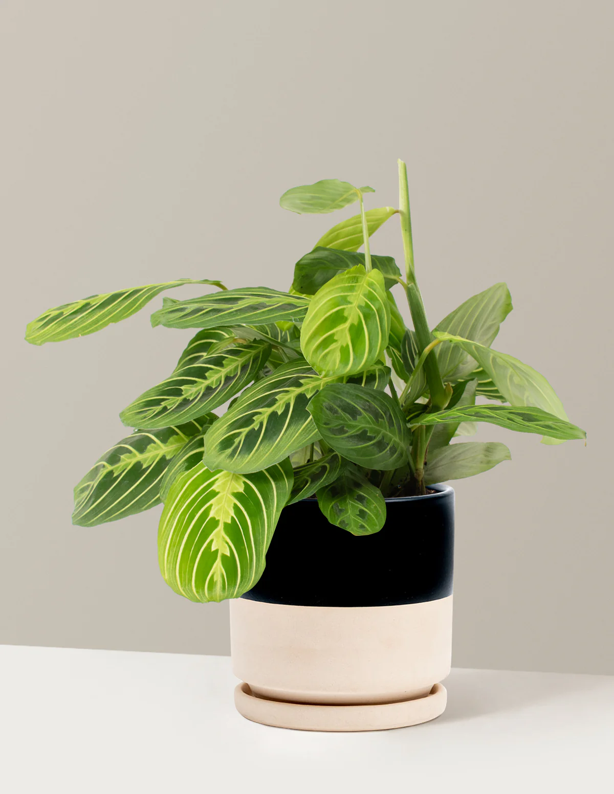 Lemon Lime Prayer Plant - Image 18