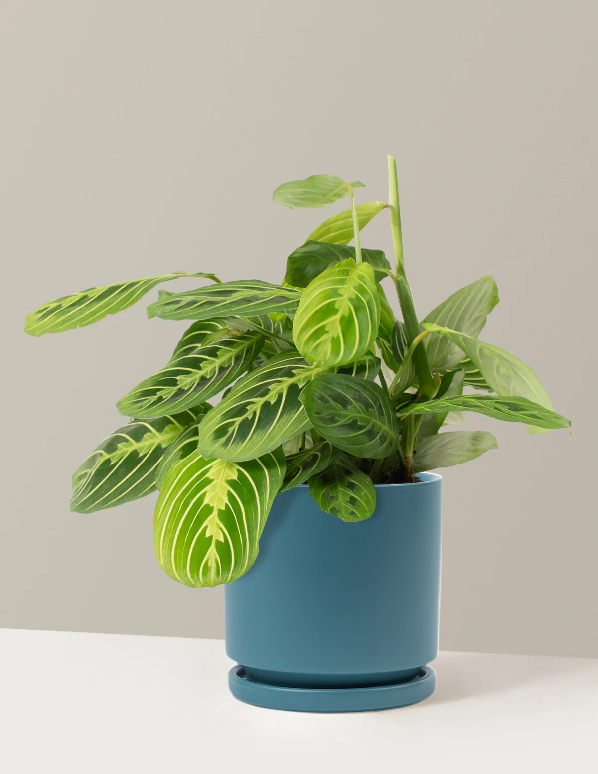 Lemon Lime Prayer Plant - Image 19
