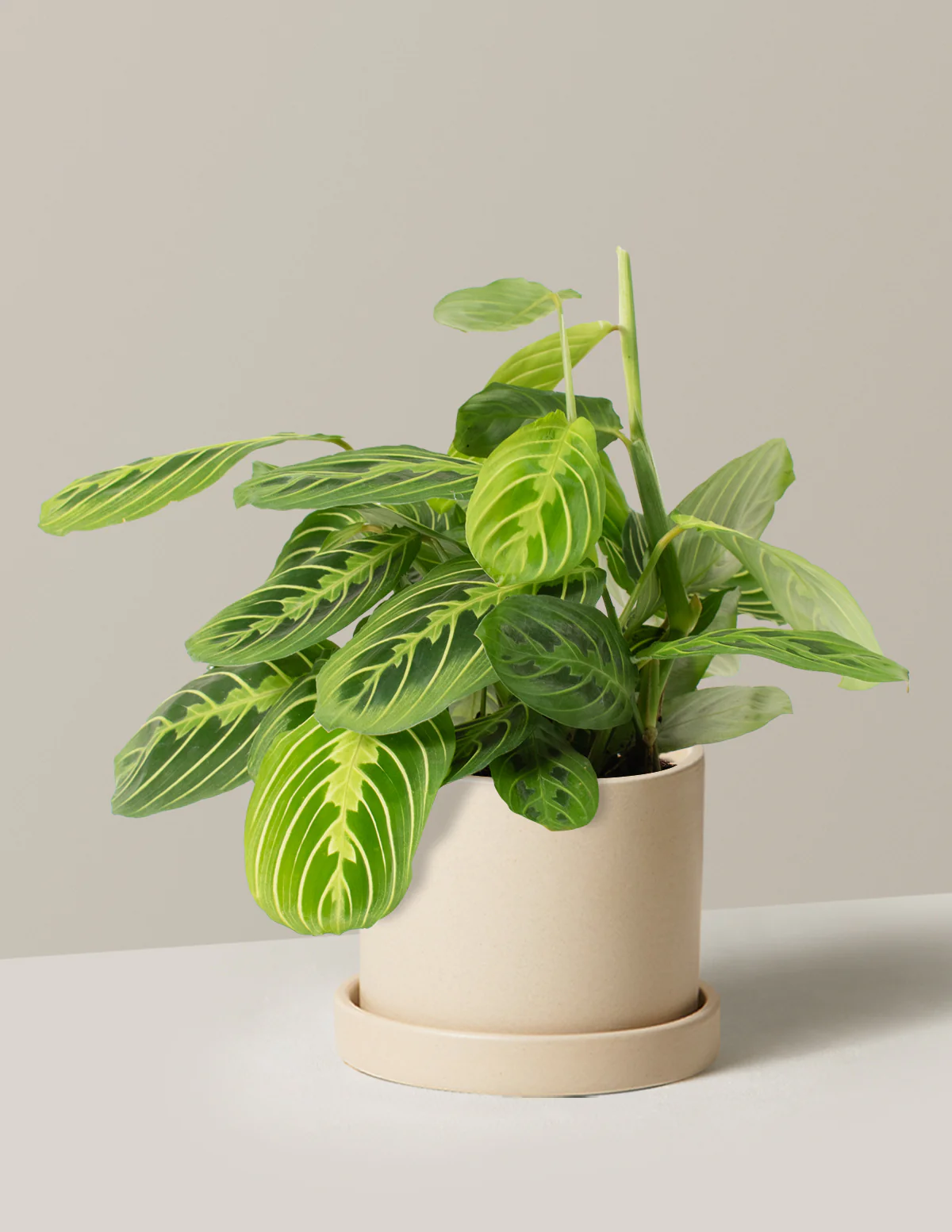 Lemon Lime Prayer Plant - Image 20