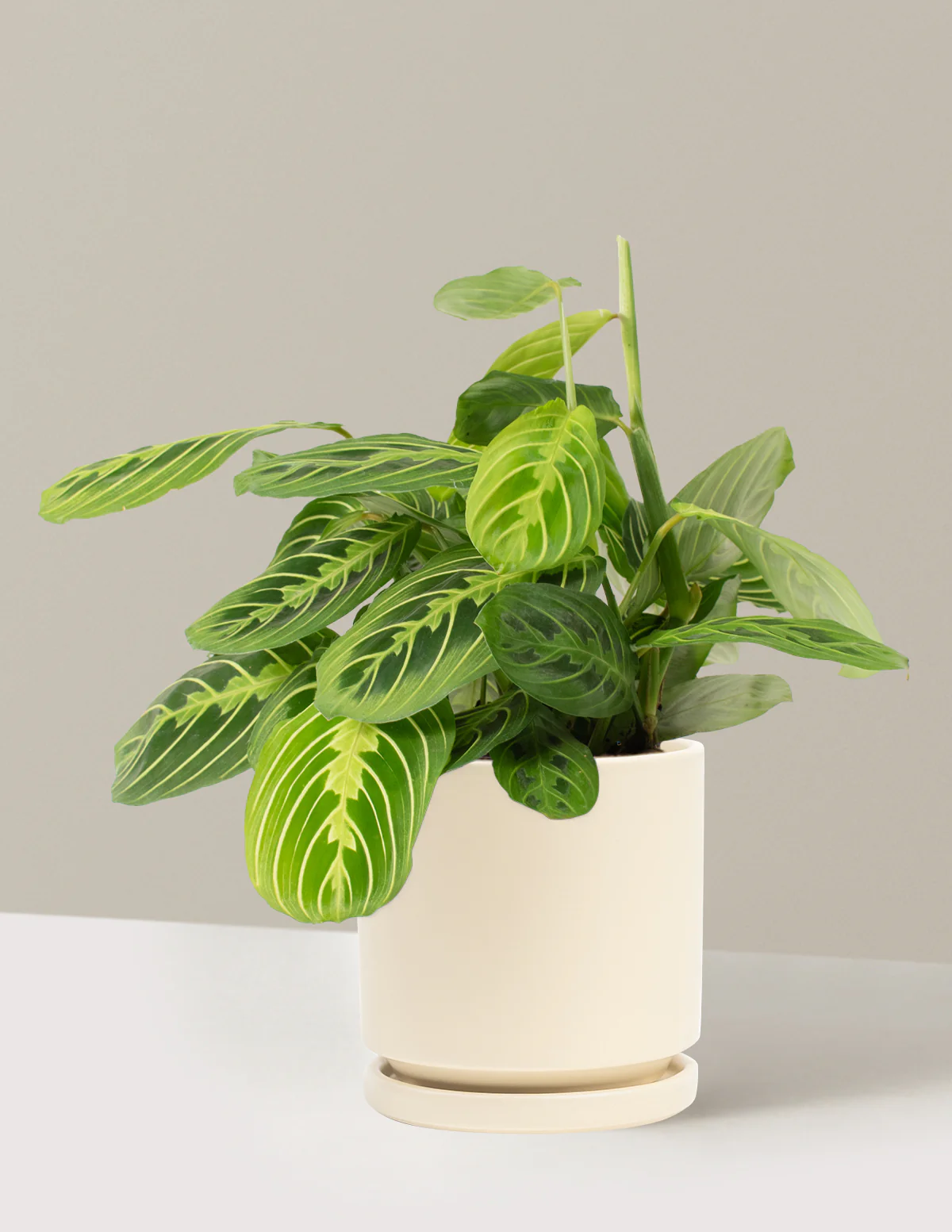 Lemon Lime Prayer Plant - Image 21