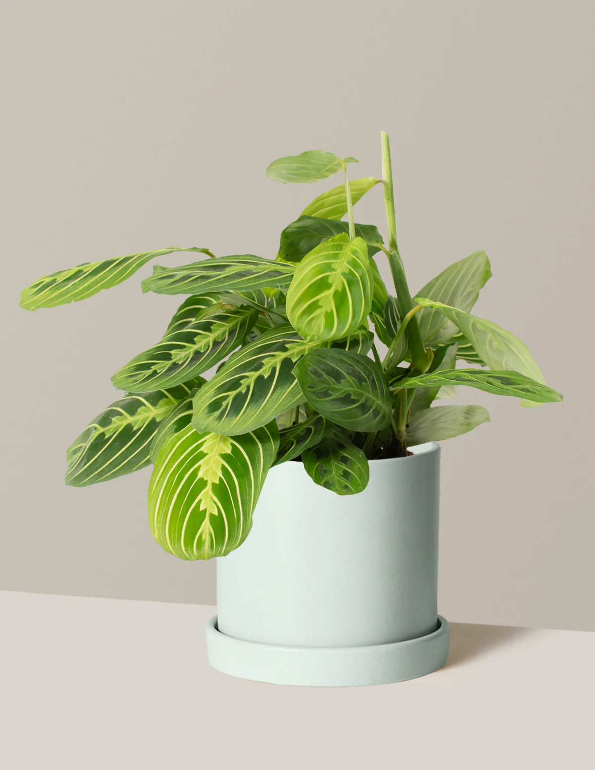 Lemon Lime Prayer Plant - Image 26