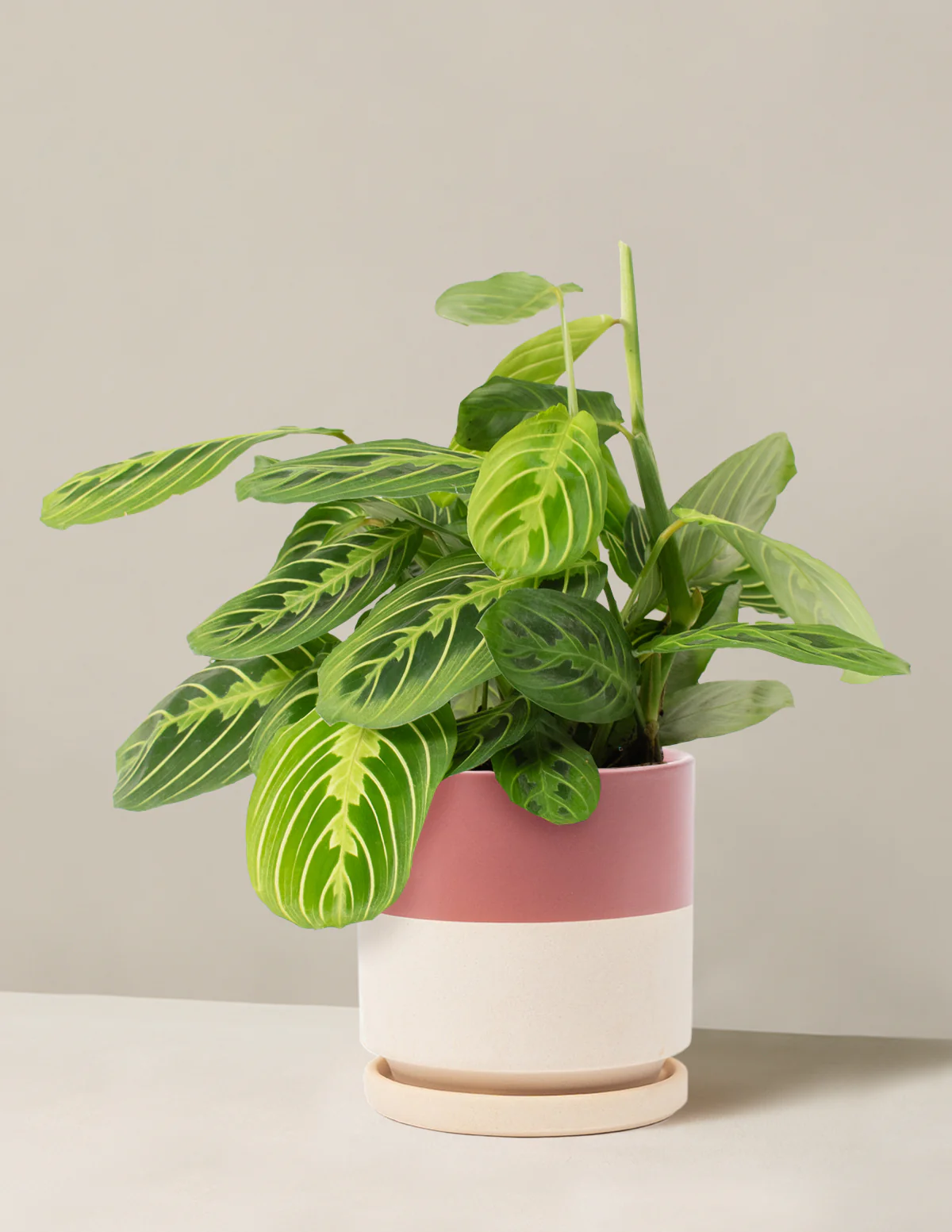Lemon Lime Prayer Plant - Image 3