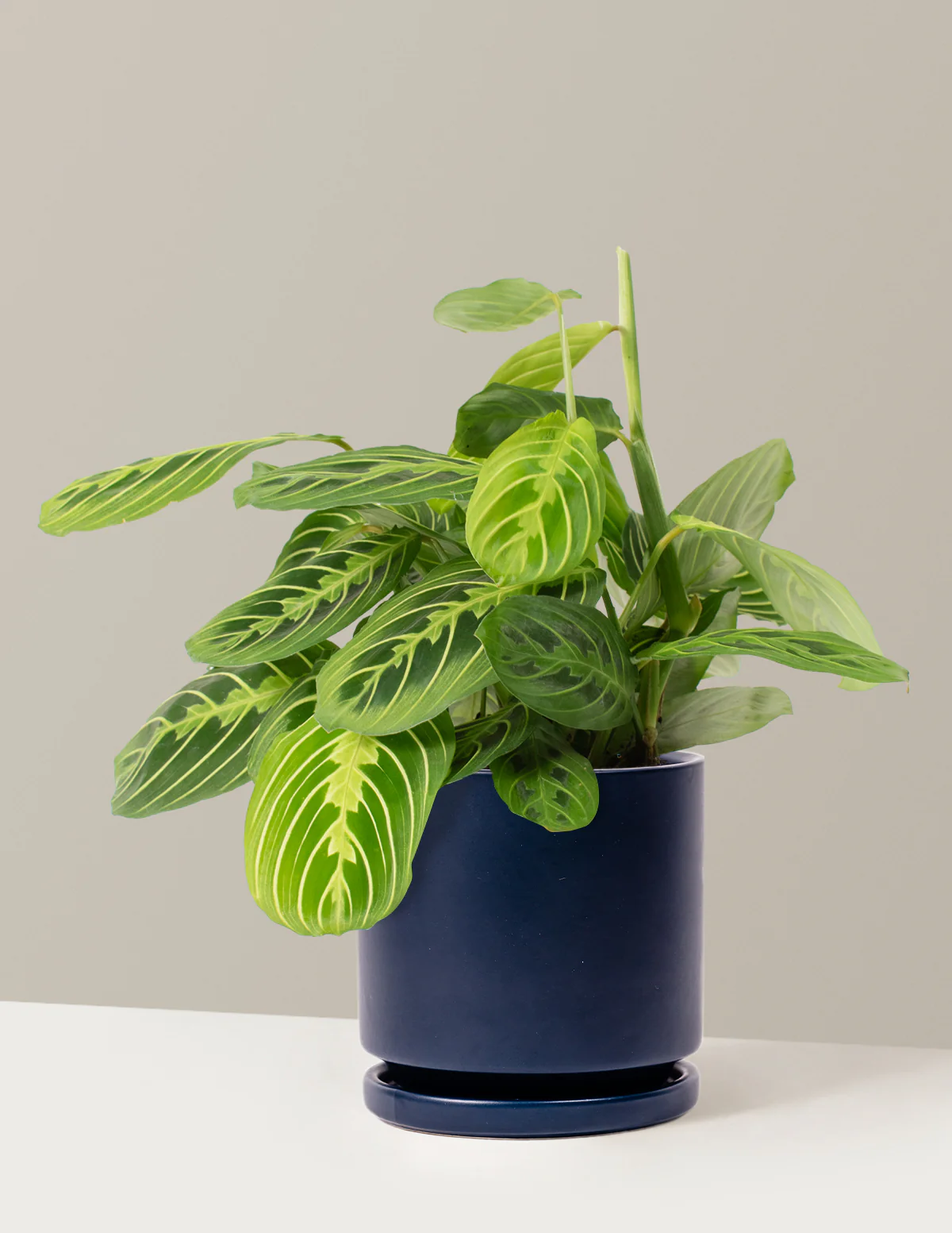 Lemon Lime Prayer Plant - Image 4