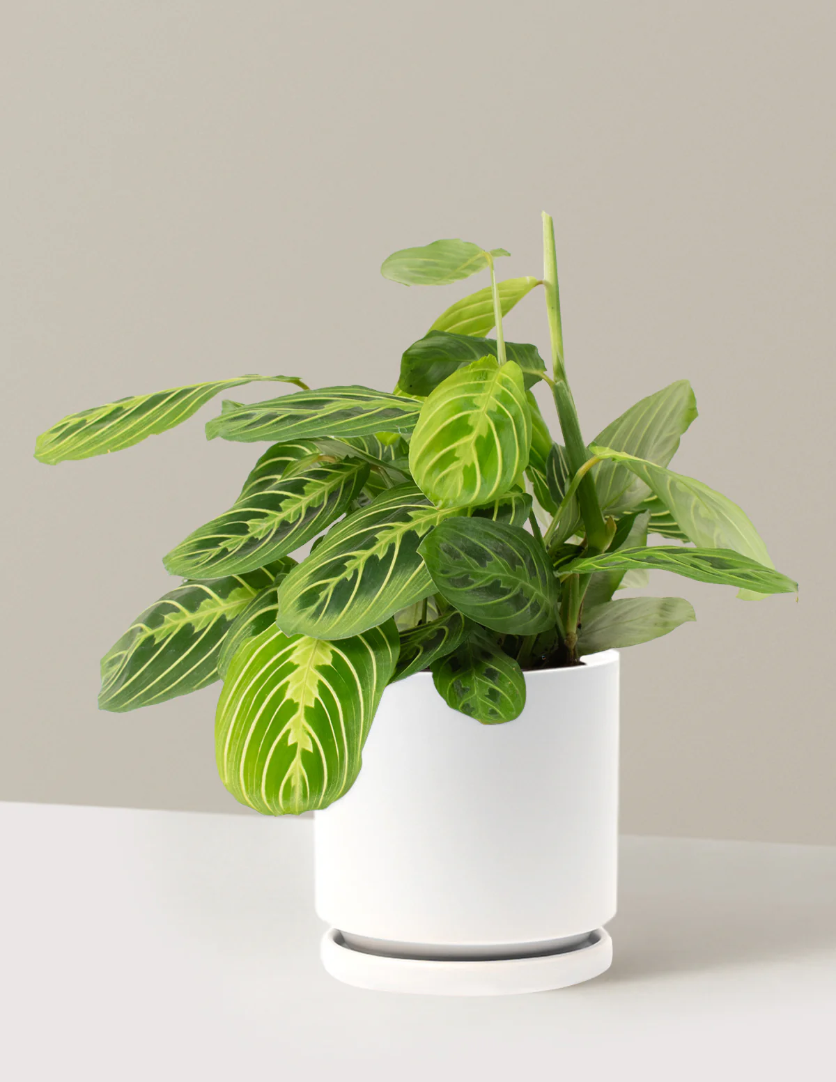 Lemon Lime Prayer Plant - Image 5