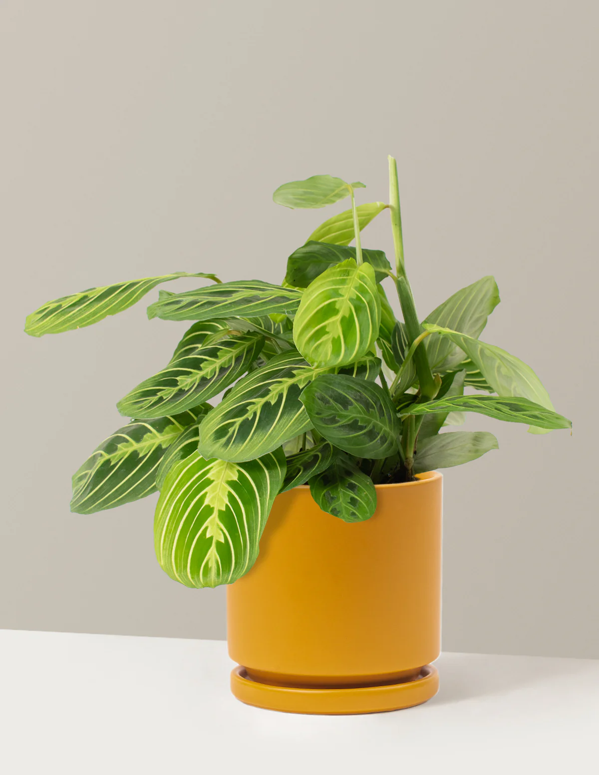 Lemon Lime Prayer Plant - Image 6