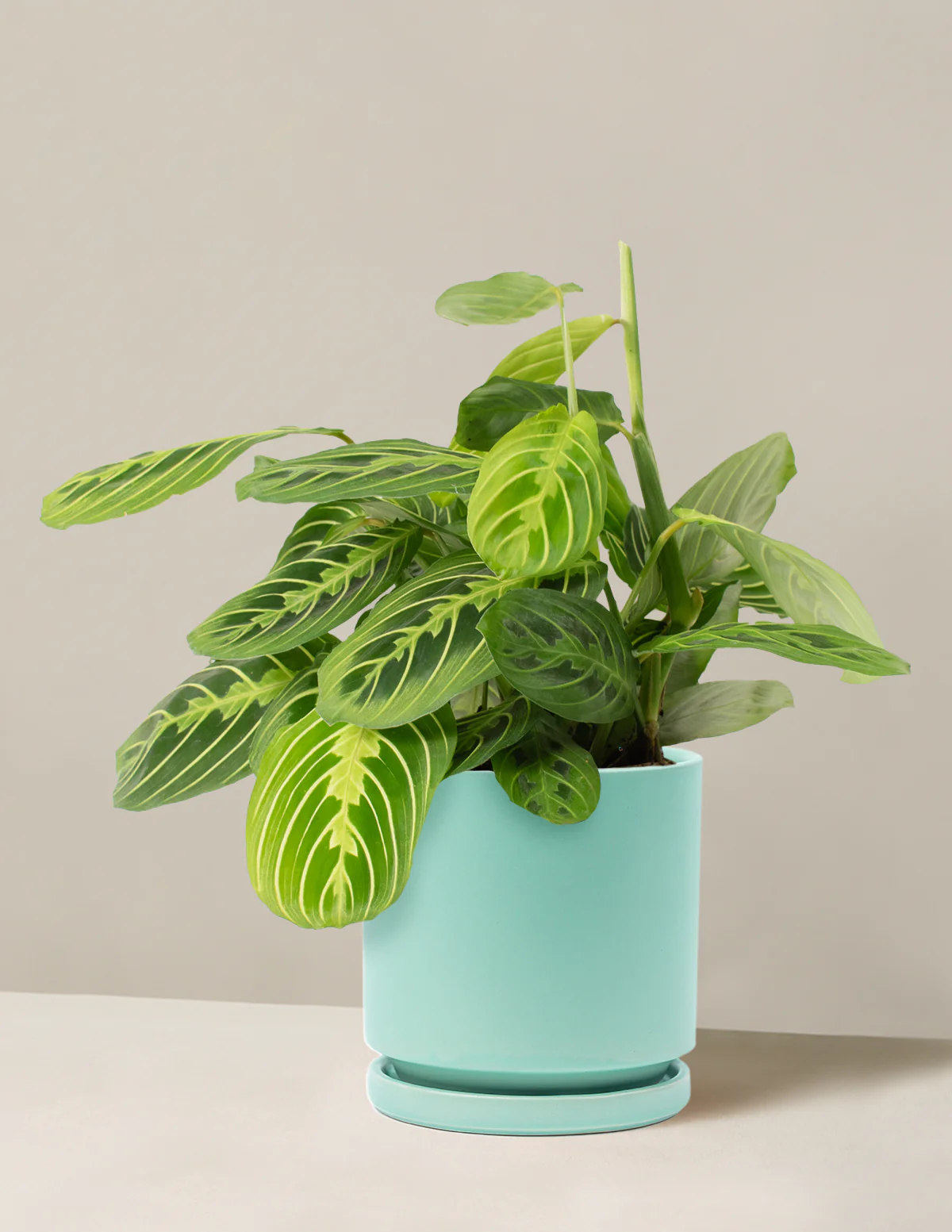 Lemon Lime Prayer Plant - Image 7
