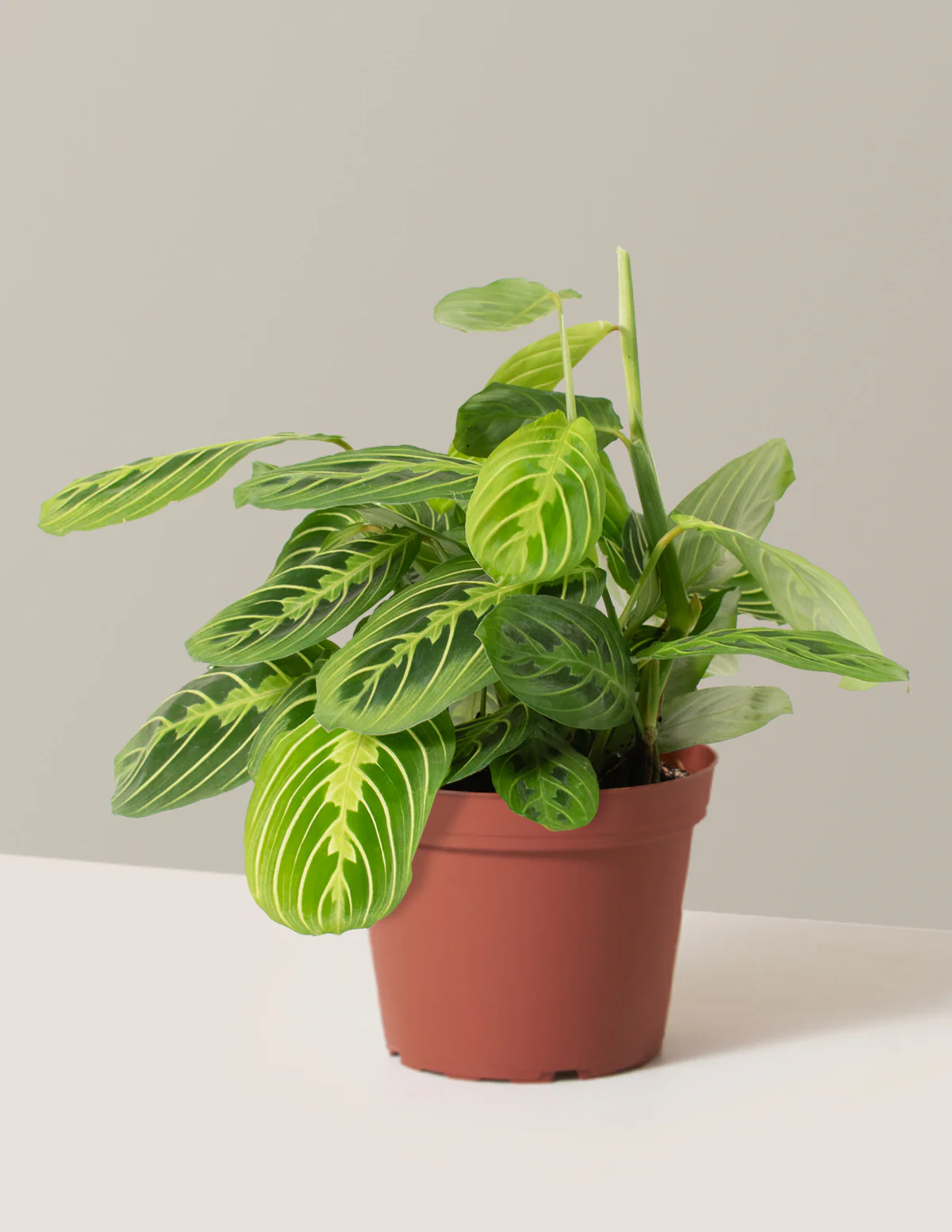 Lemon Lime Prayer Plant - Image 8