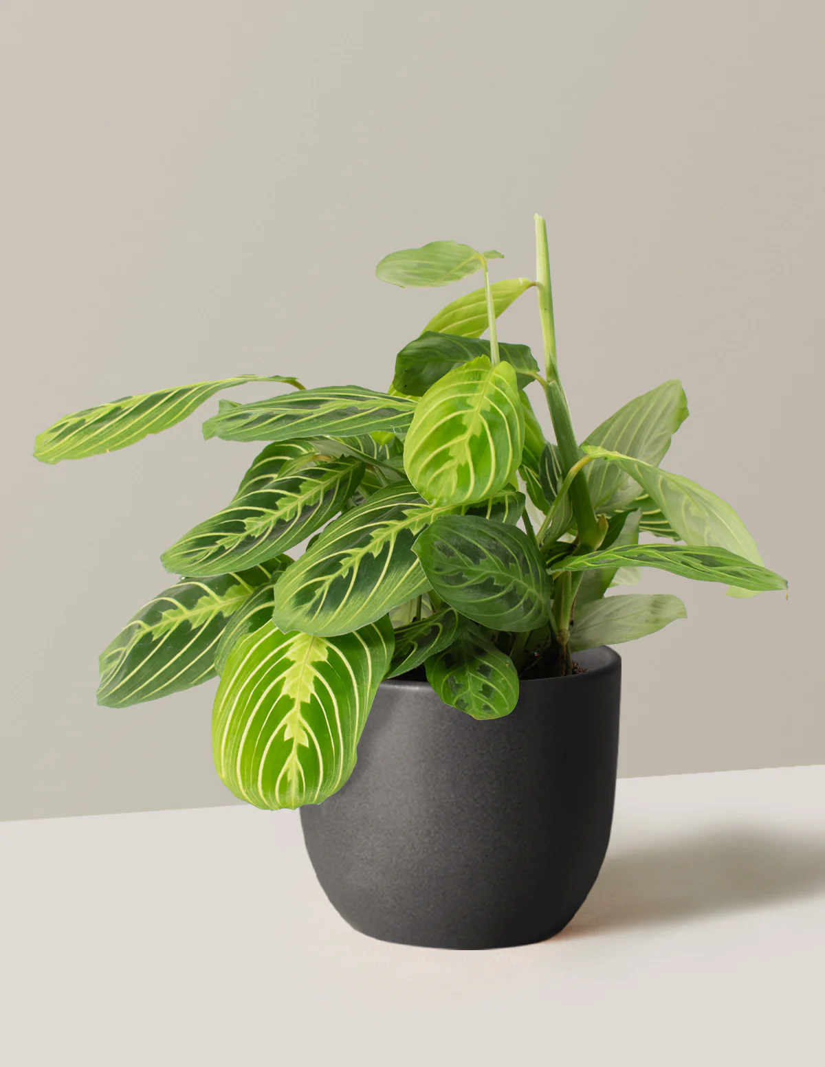 Lemon Lime Prayer Plant - Image 9