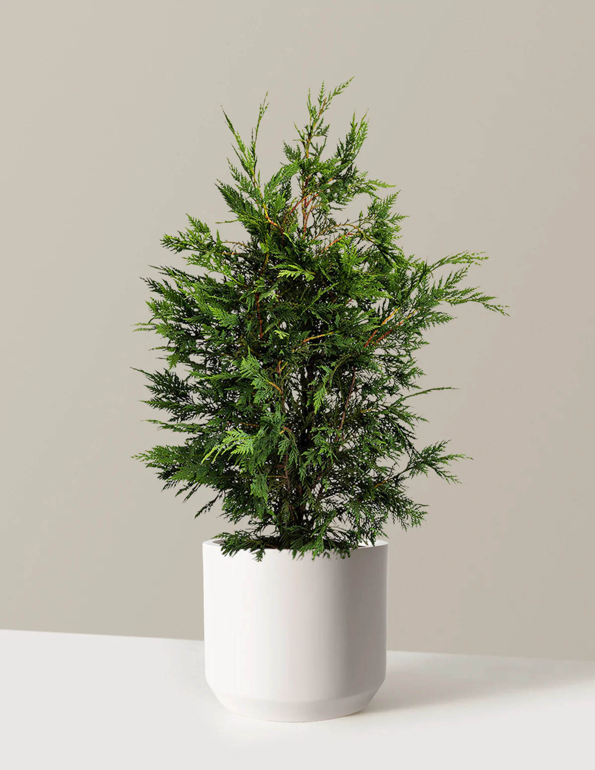Leyland Cypress Tree - Image 10