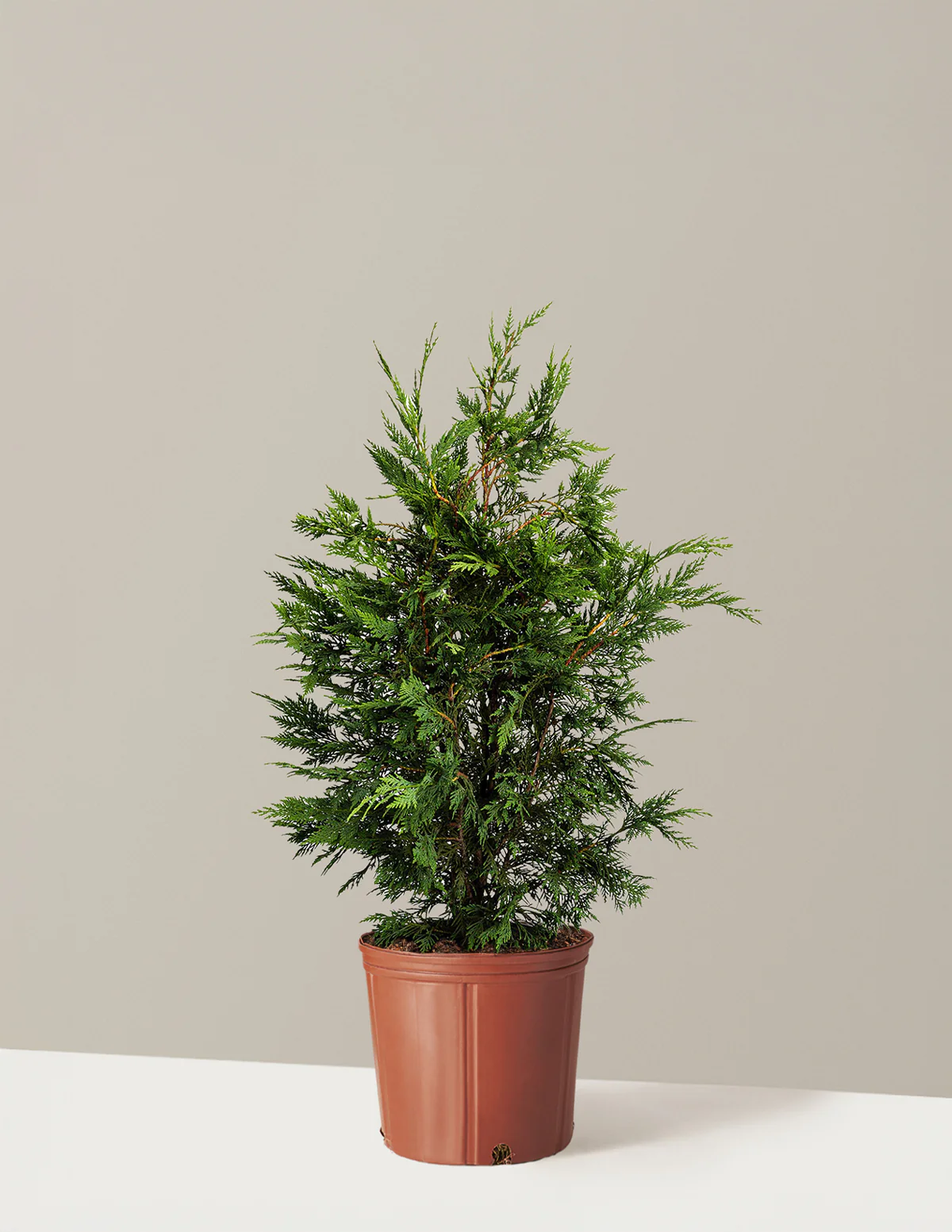 Leyland Cypress Tree - Image 3