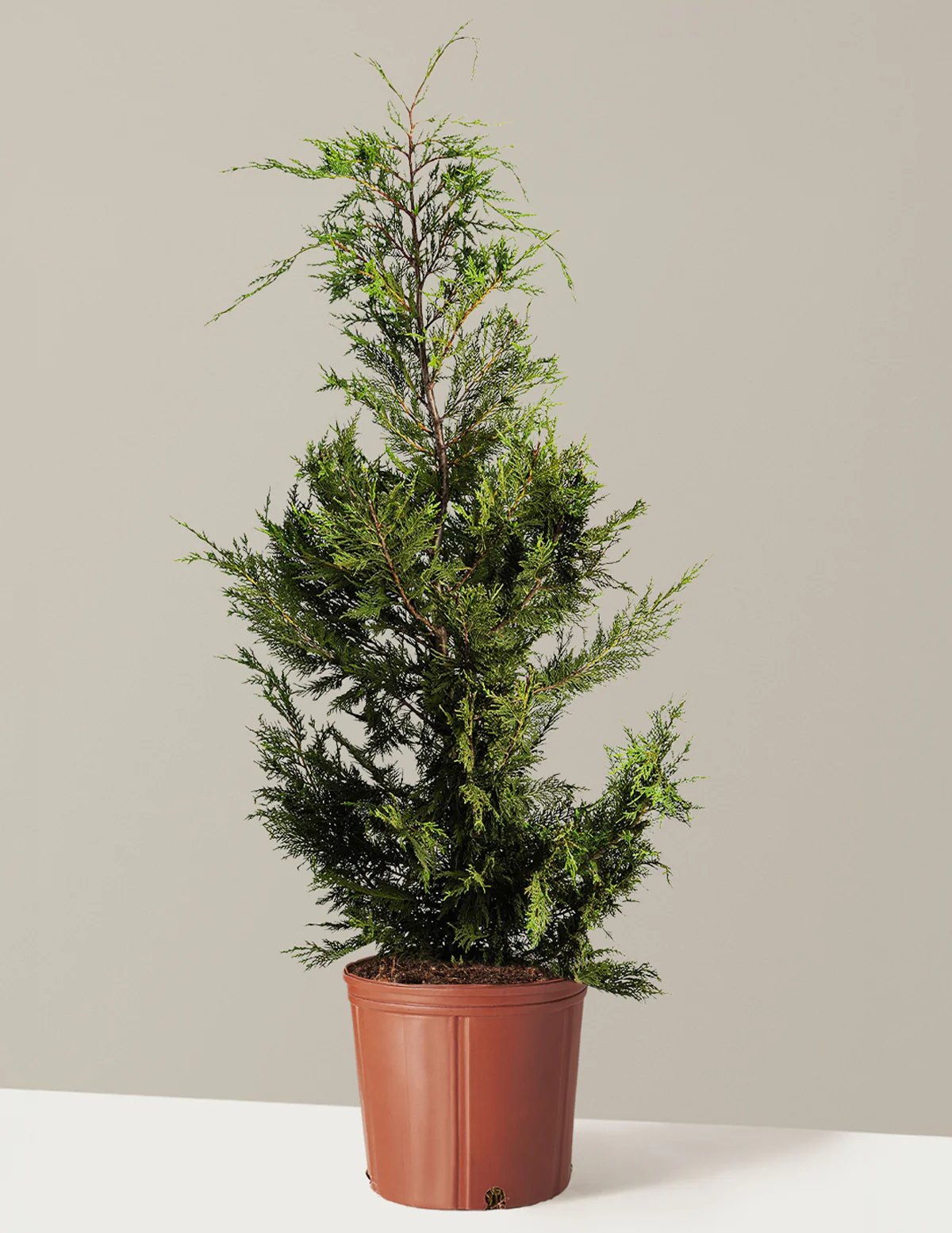 Leyland Cypress Tree - Image 4