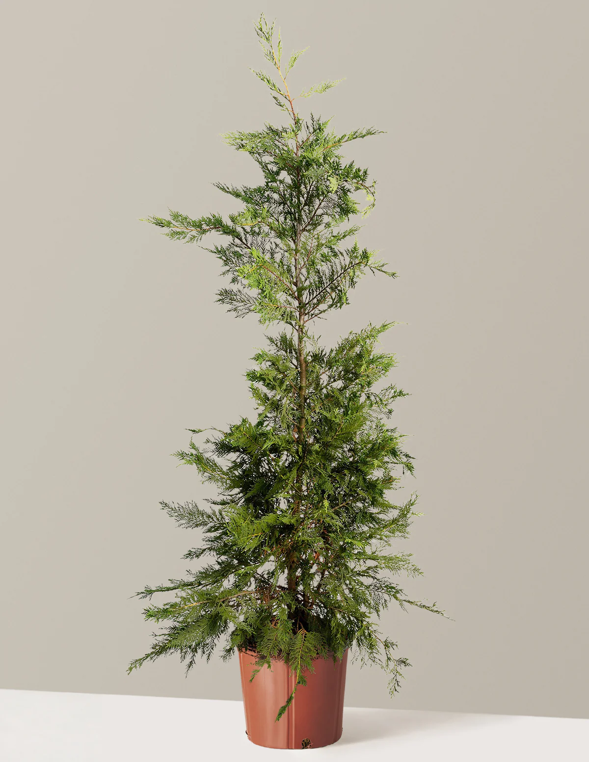 Leyland Cypress Tree - Image 5