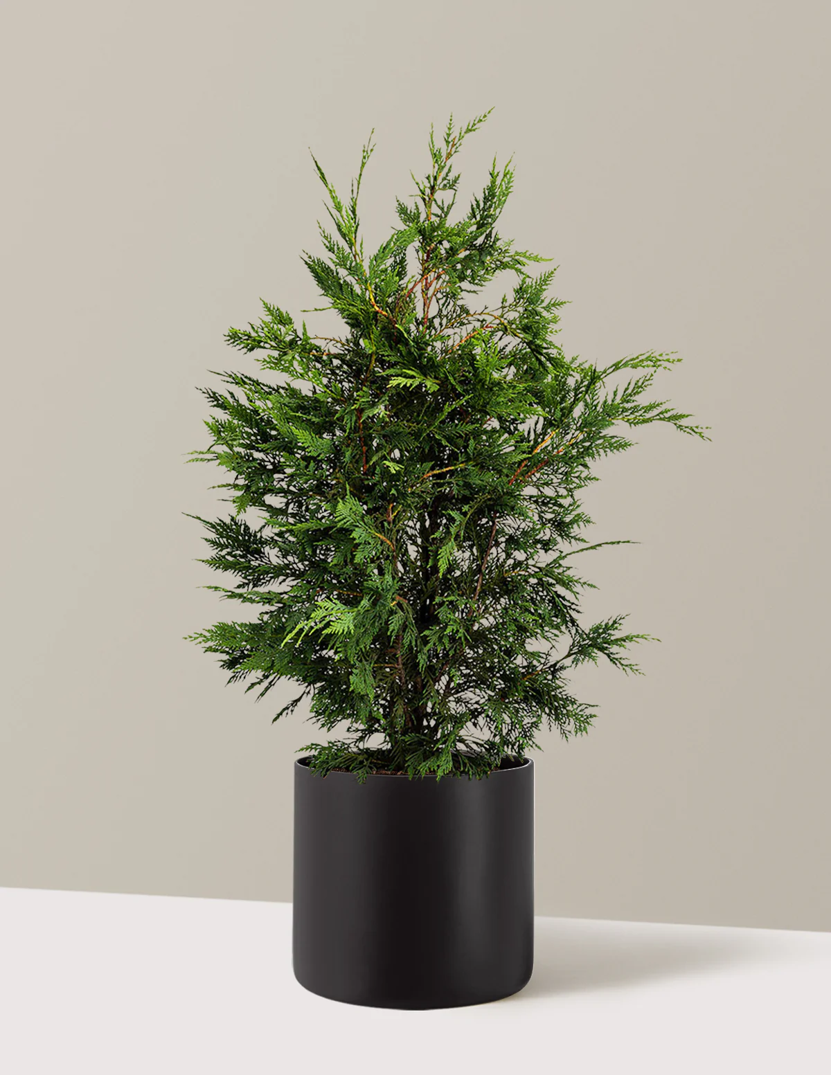 Leyland Cypress Tree - Image 6