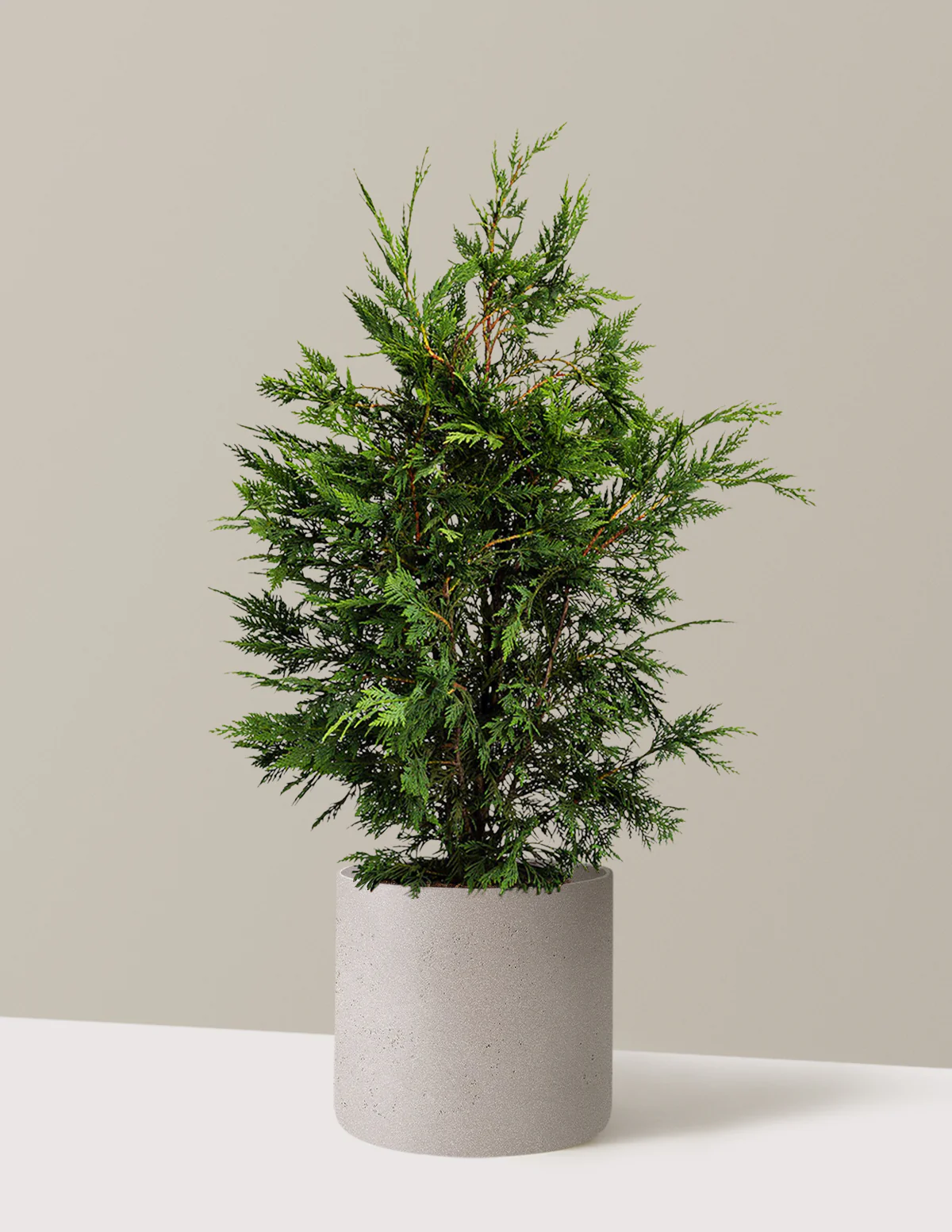Leyland Cypress Tree - Image 7