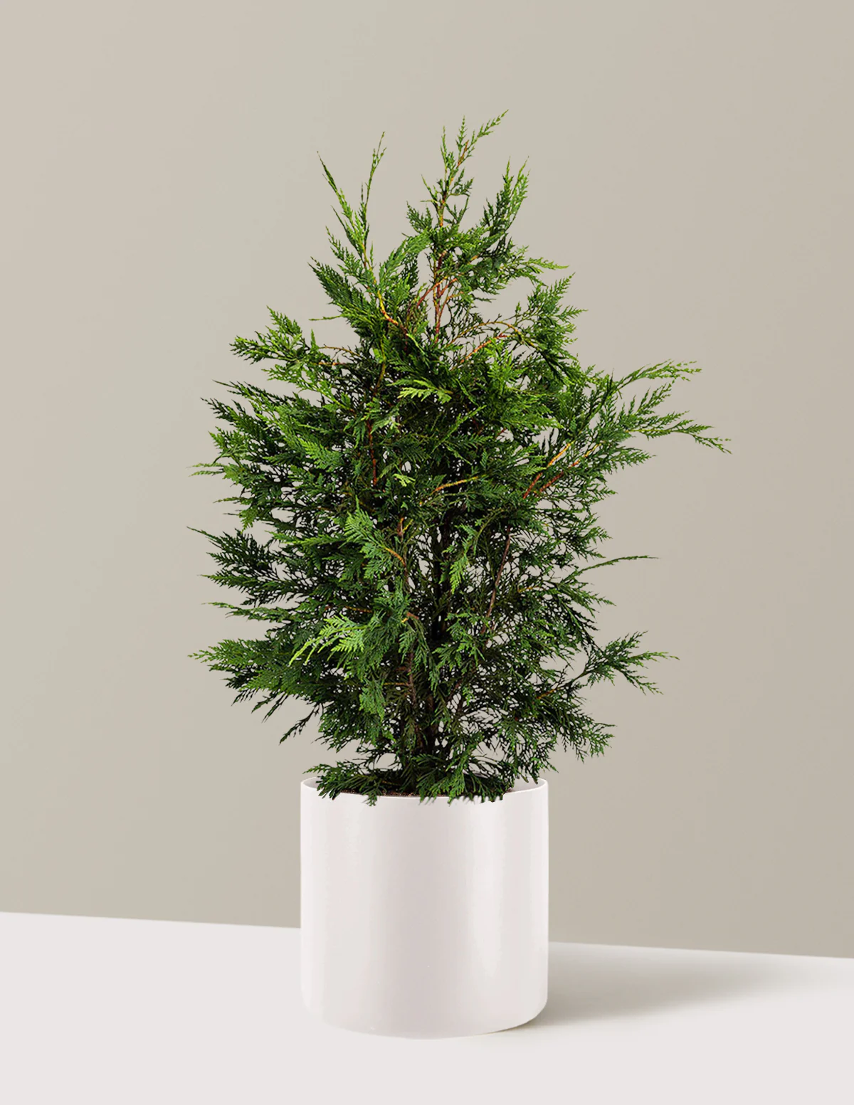 Leyland Cypress Tree - Image 8