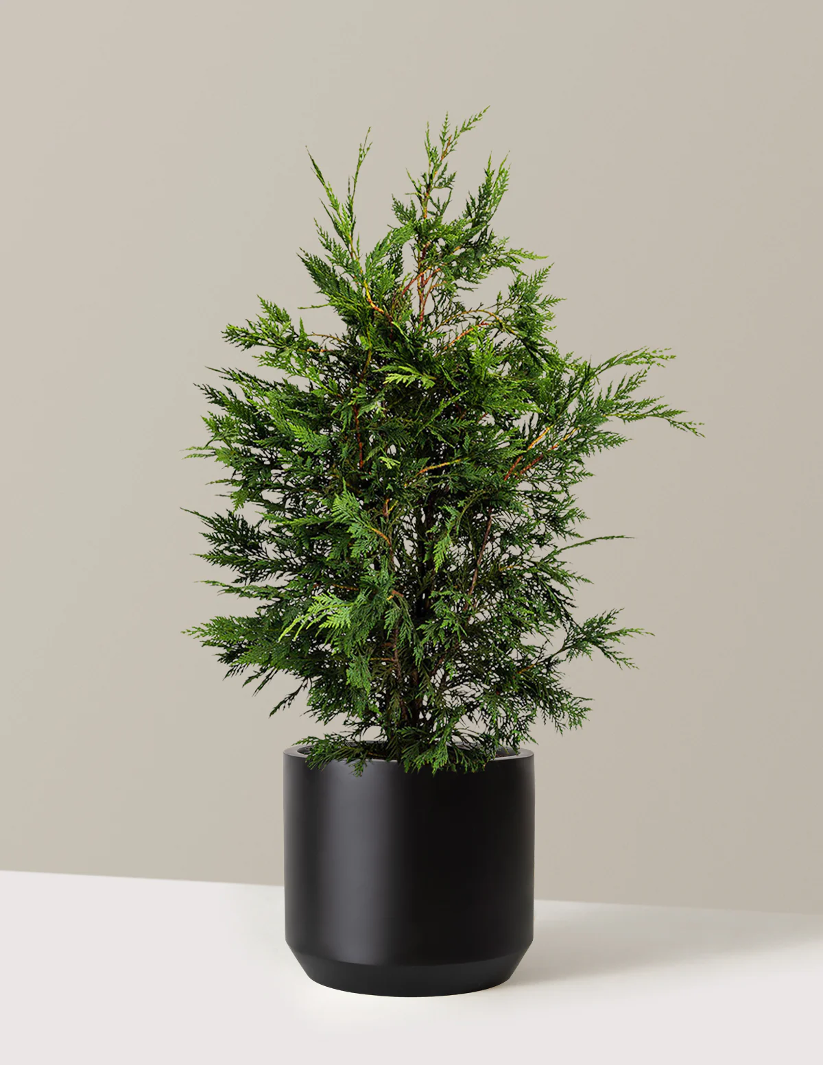 Leyland Cypress Tree - Image 9