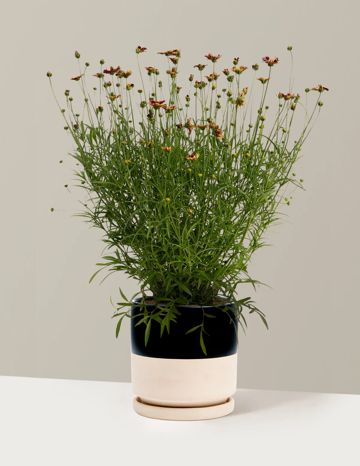 Li'l Bang™ Red Elf Coreopsis - Image 10