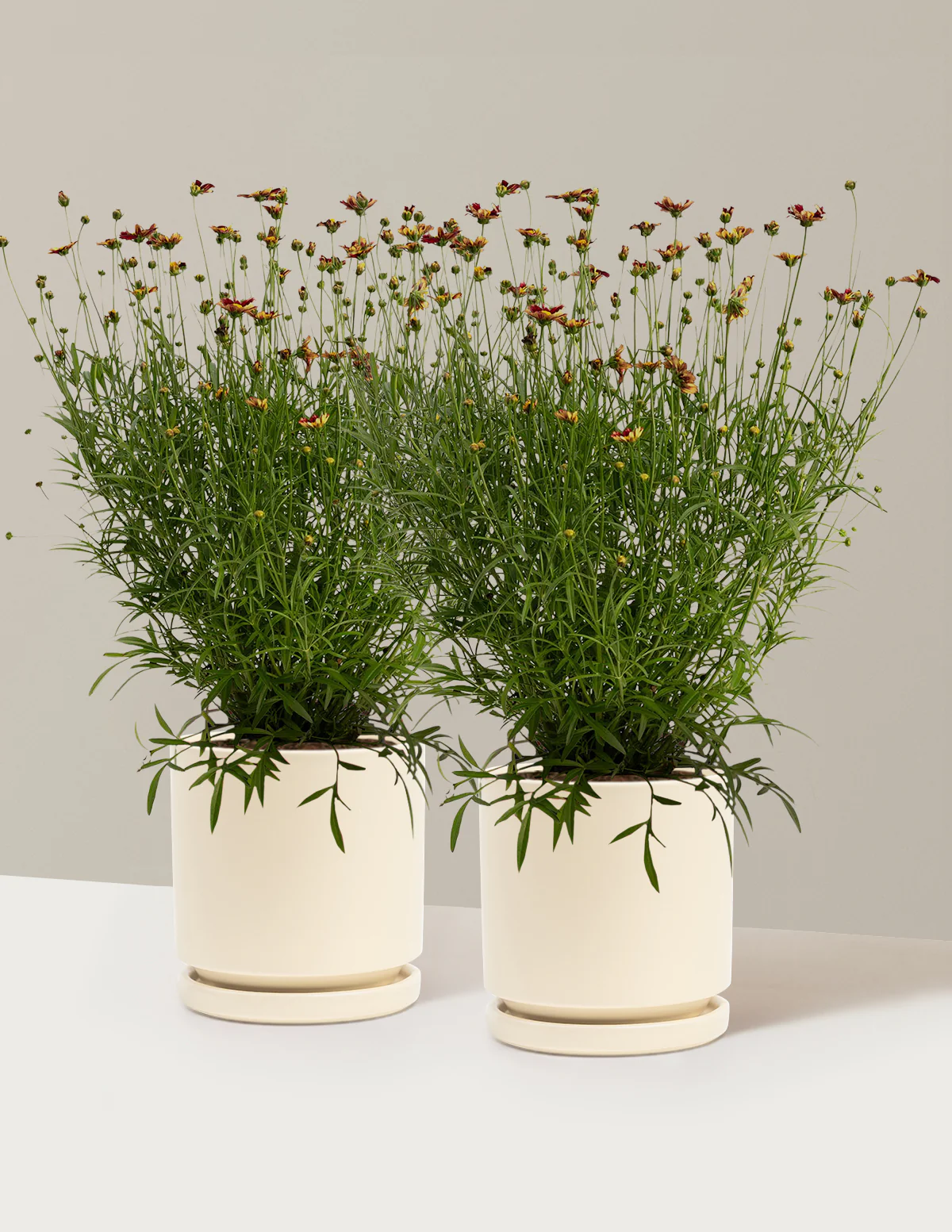 Li'l Bang™ Red Elf Coreopsis - Image 11