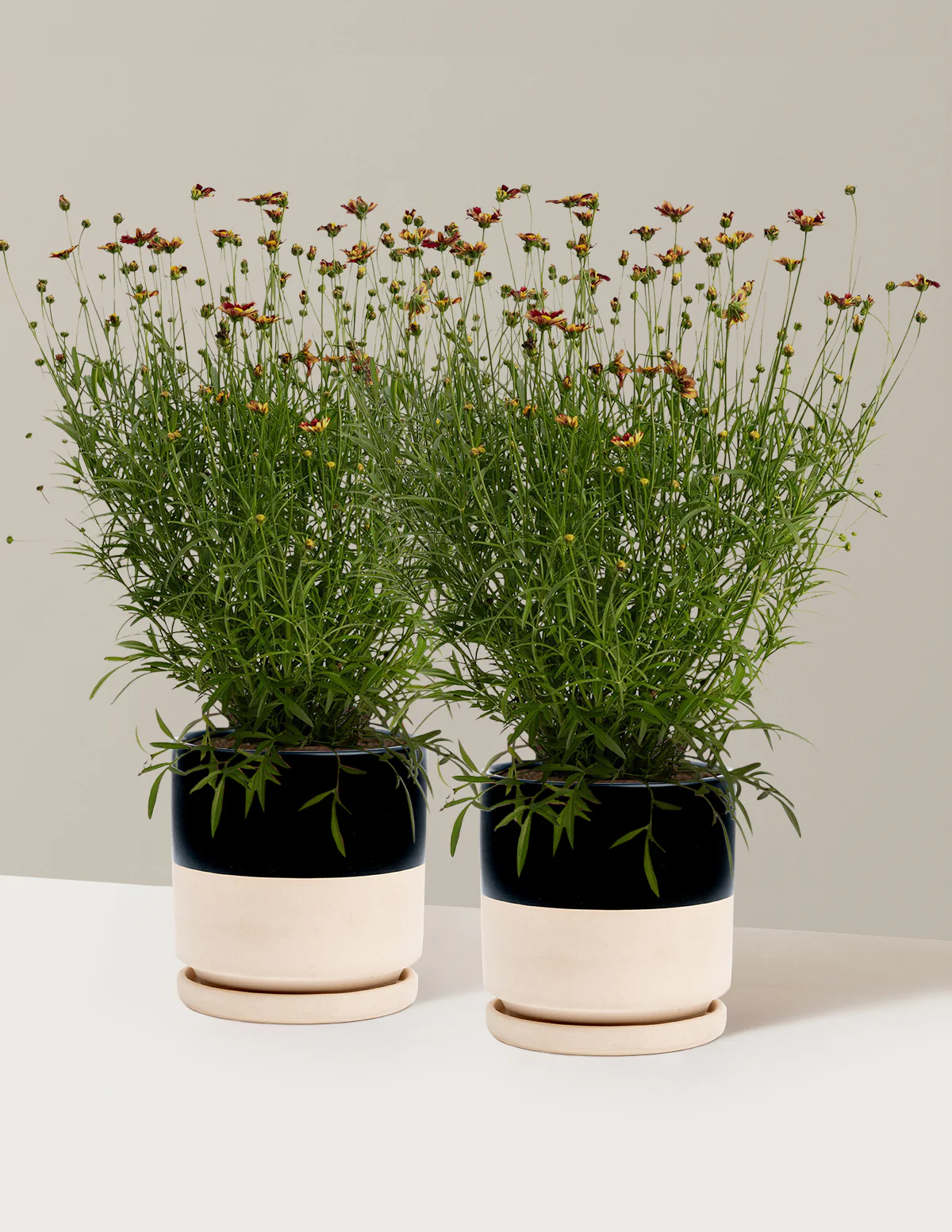 Li'l Bang™ Red Elf Coreopsis - Image 12