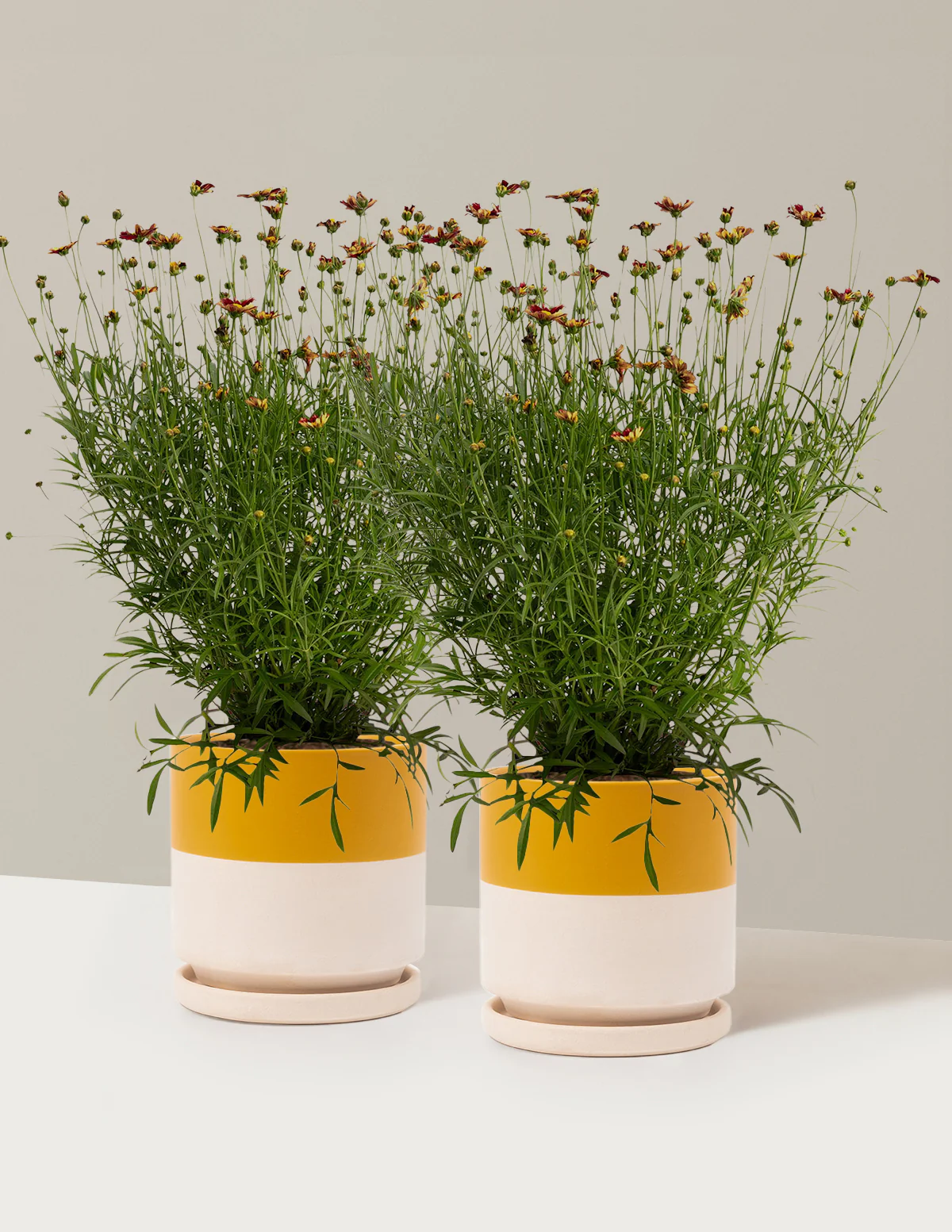 Li'l Bang™ Red Elf Coreopsis - Image 13