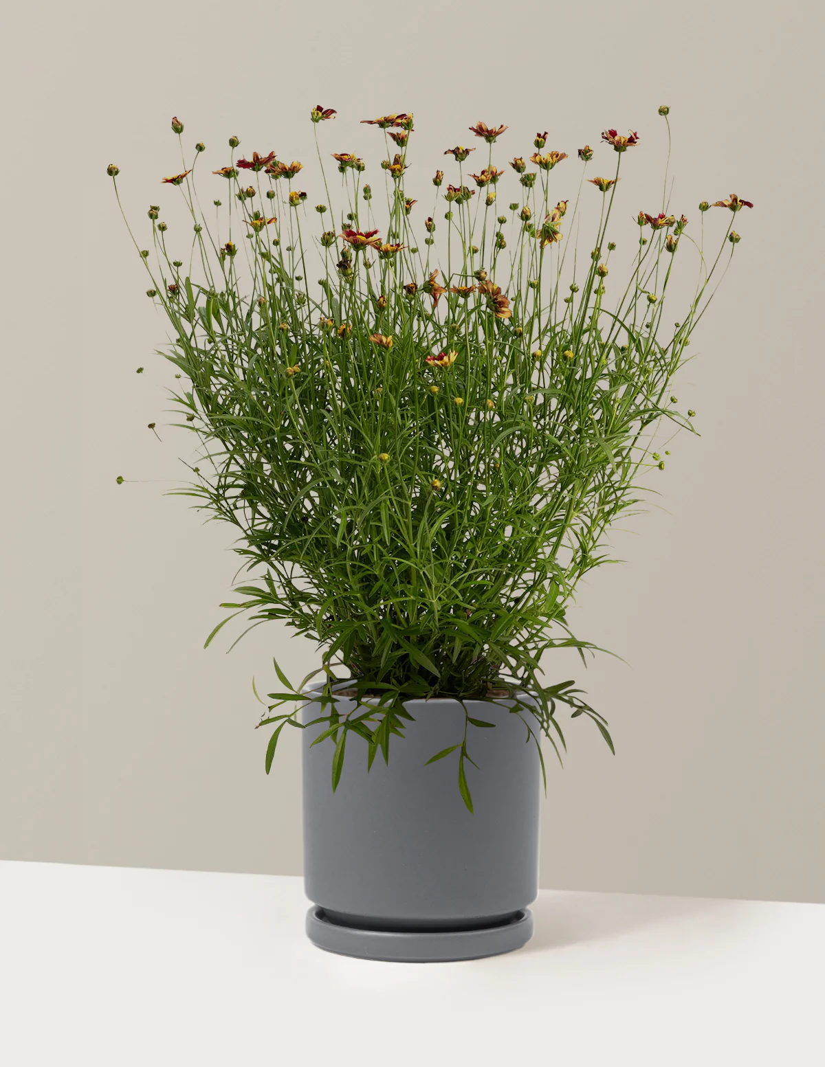 Li'l Bang™ Red Elf Coreopsis - Image 14