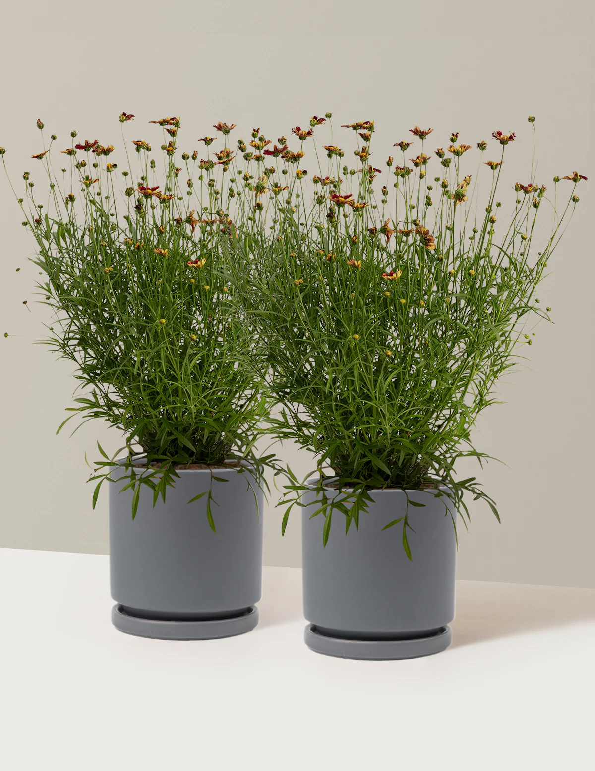 Li'l Bang™ Red Elf Coreopsis - Image 15