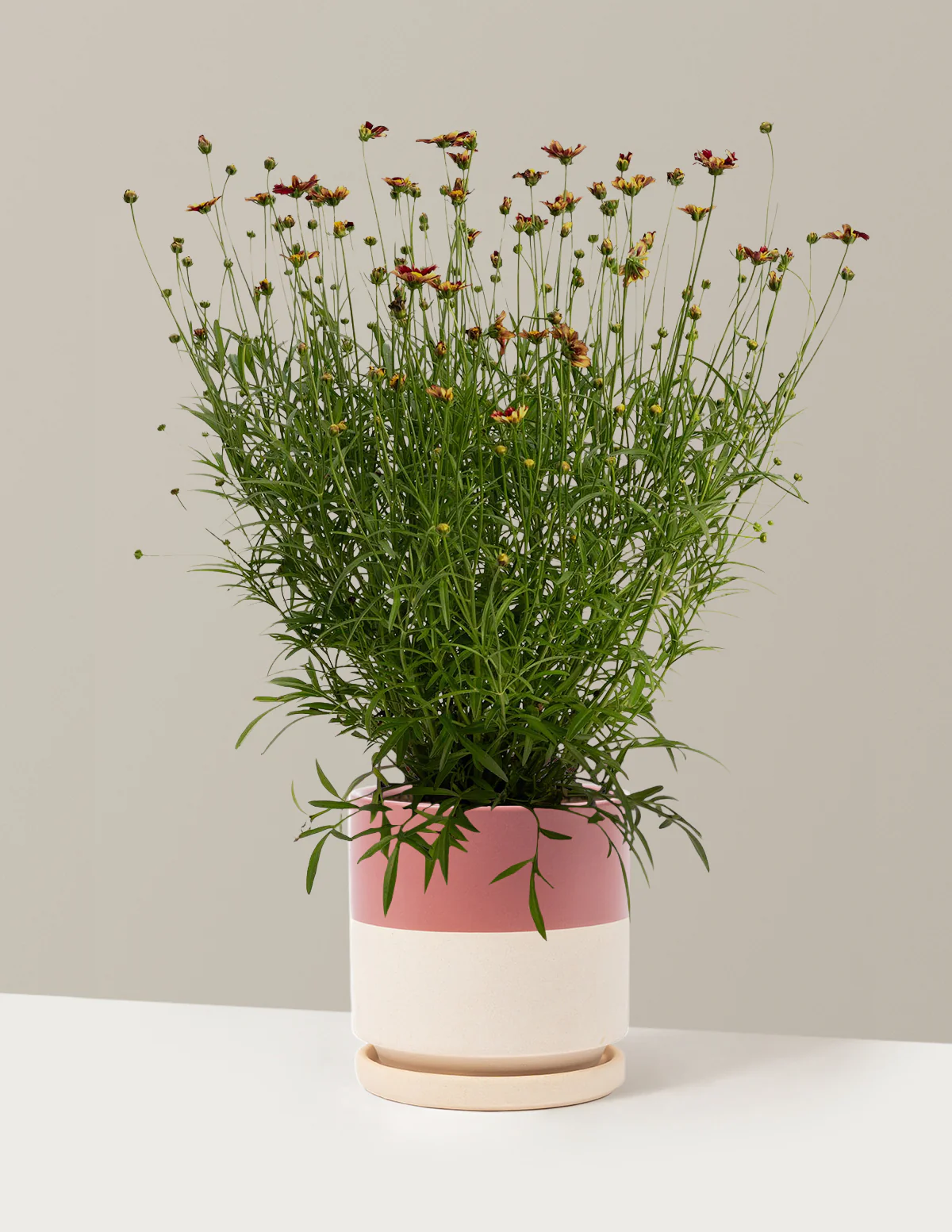 Li'l Bang™ Red Elf Coreopsis - Image 16