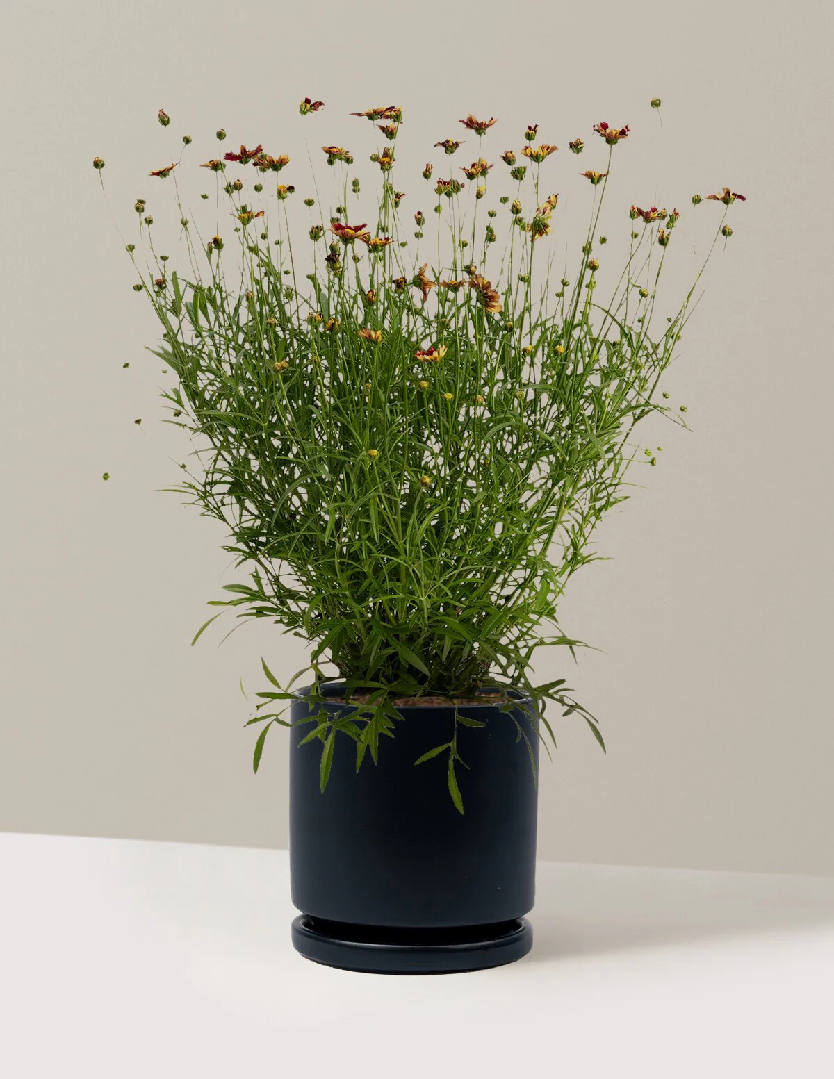 Li'l Bang™ Red Elf Coreopsis - Image 17