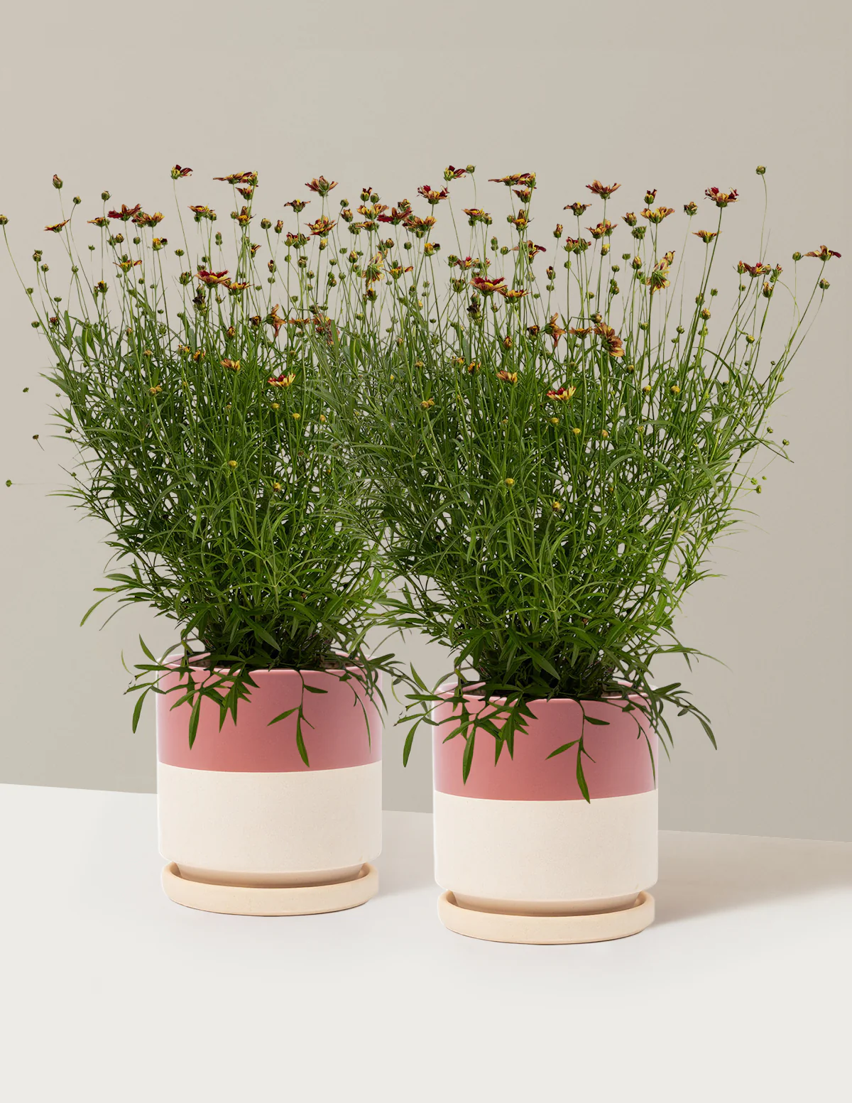 Li'l Bang™ Red Elf Coreopsis - Image 18