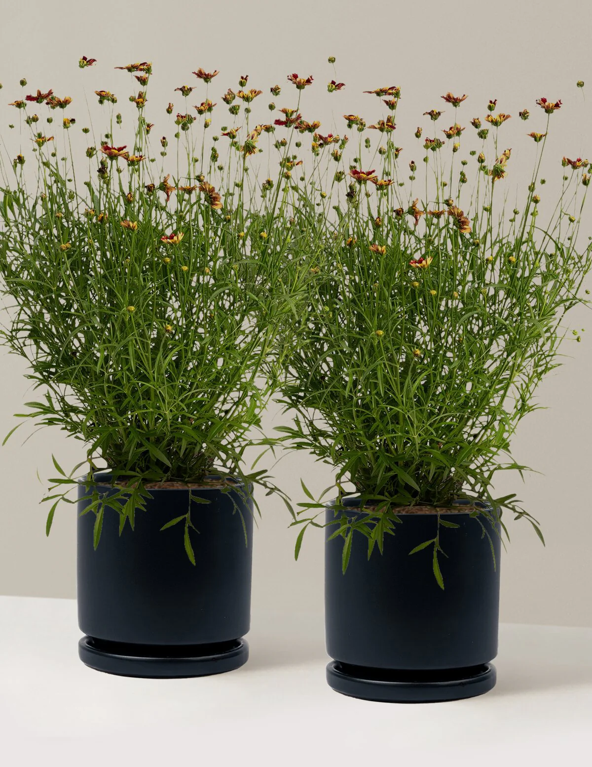 Li'l Bang™ Red Elf Coreopsis - Image 19