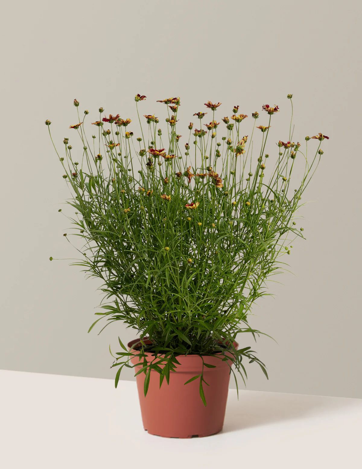 Li'l Bang™ Red Elf Coreopsis - Image 3