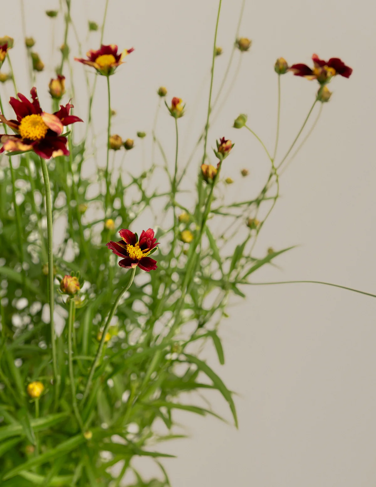 Li'l Bang™ Red Elf Coreopsis - Image 4