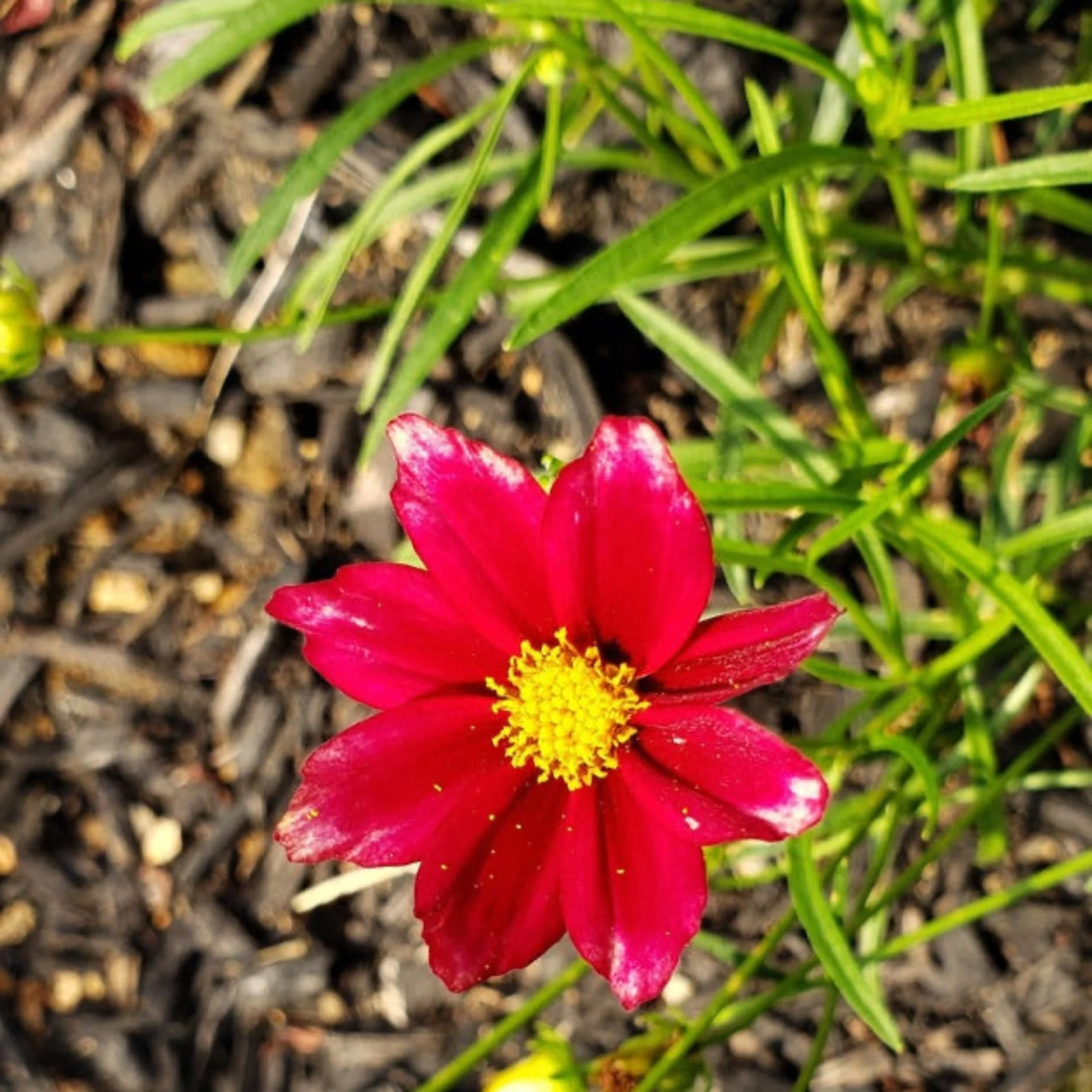 Li'l Bang™ Red Elf Coreopsis - Image 5