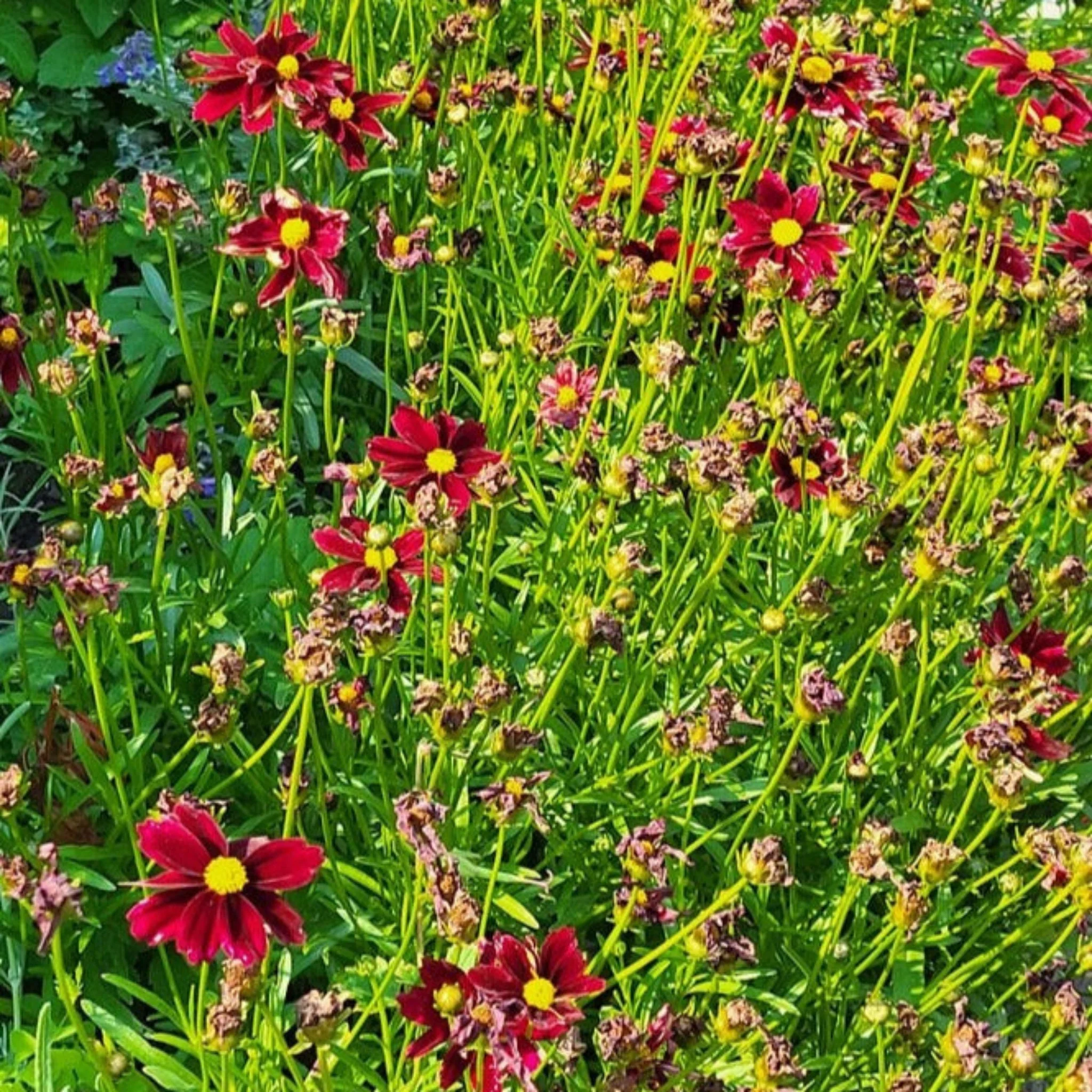 Li'l Bang™ Red Elf Coreopsis - Image 6