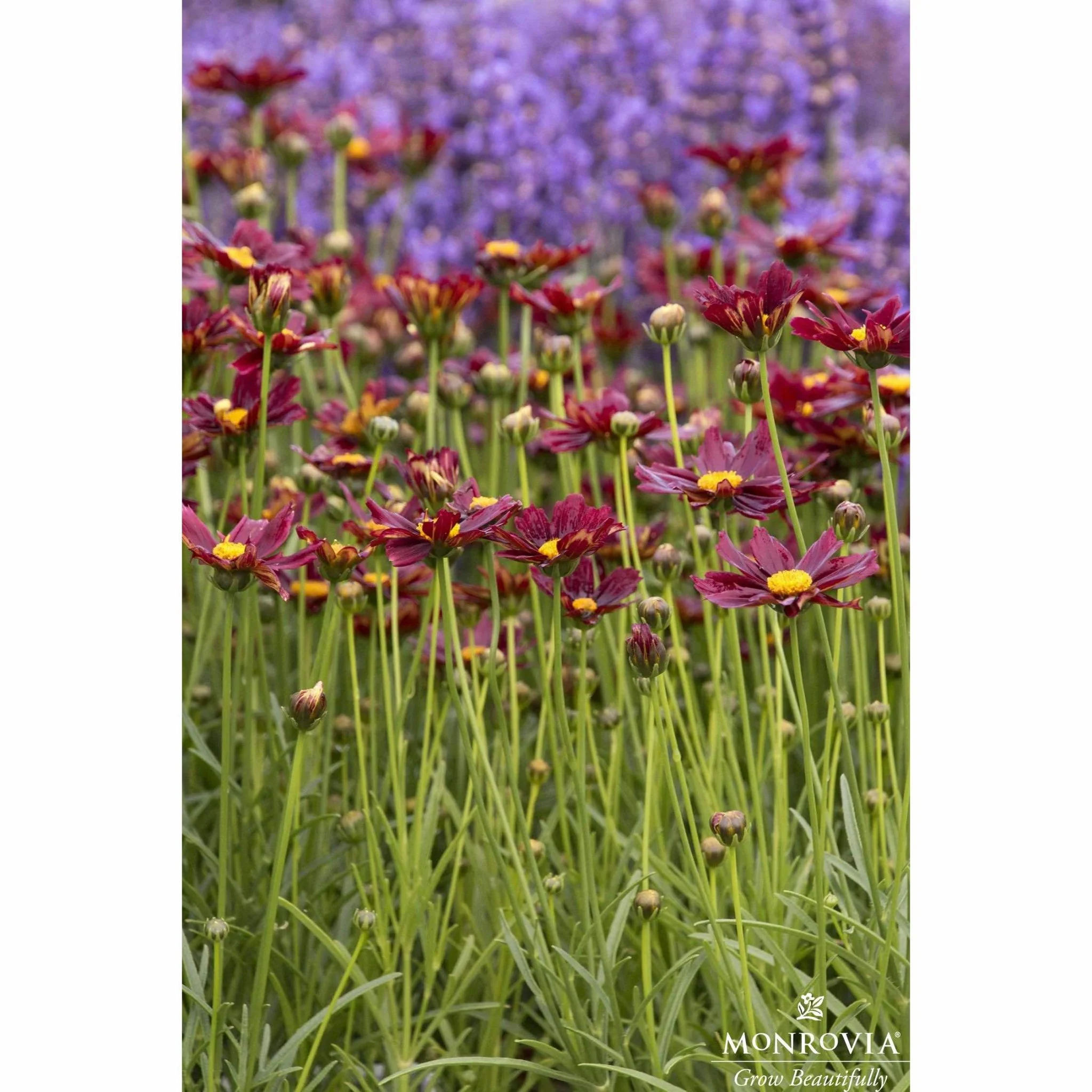 Li'l Bang™ Red Elf Coreopsis - Image 7