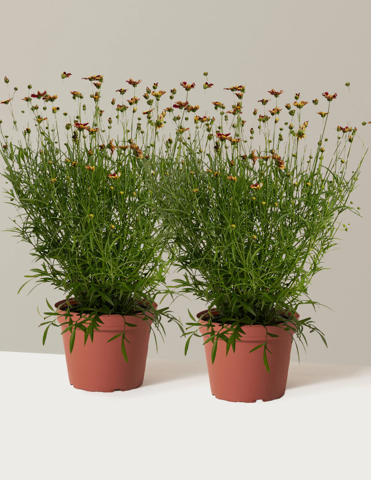 Li'l Bang™ Red Elf Coreopsis - Image 8