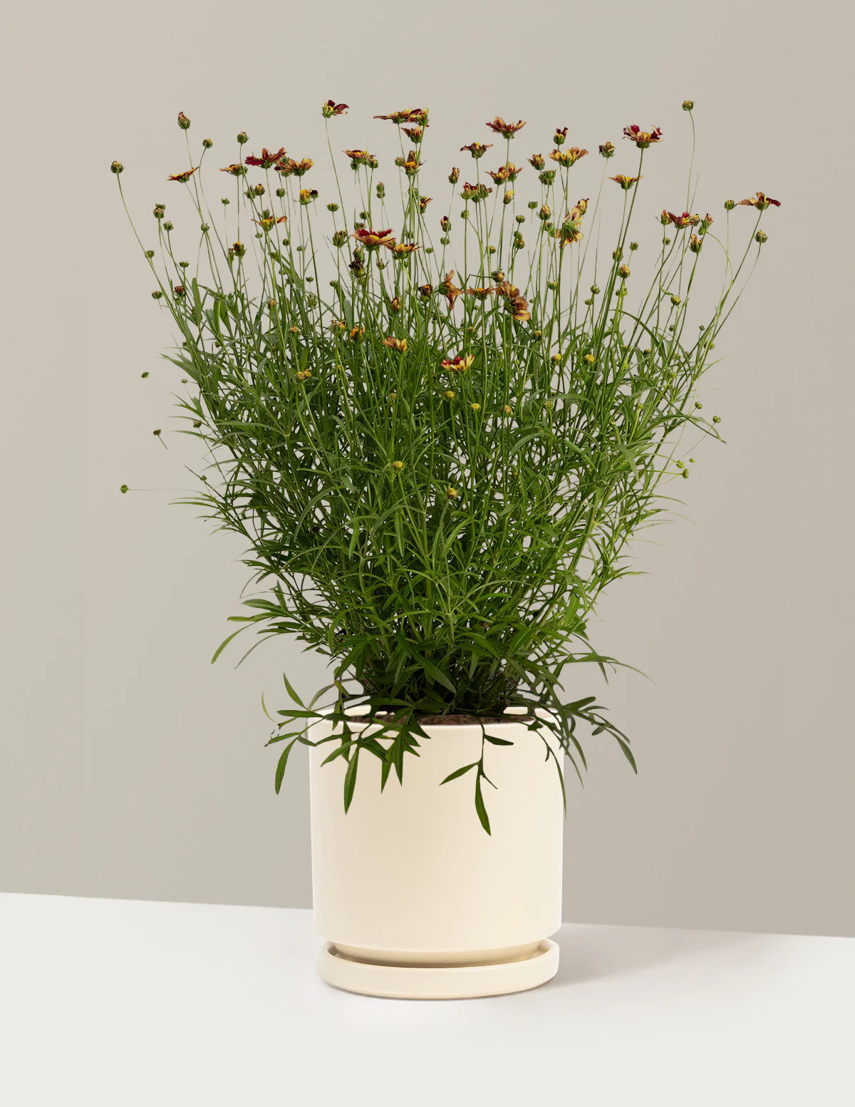 Li'l Bang™ Red Elf Coreopsis - Image 9