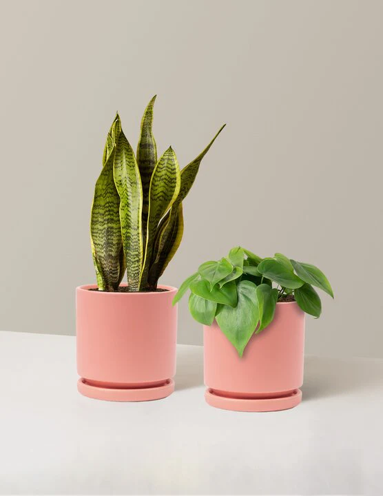 Living Room Duo - Image 12