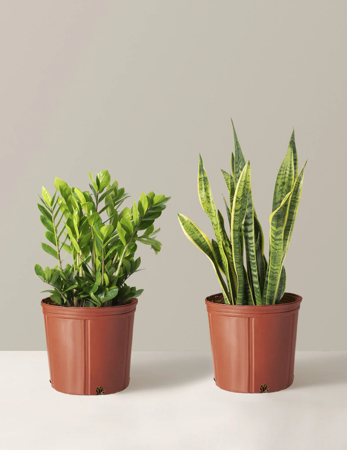 Low-Light Duo - Image 10