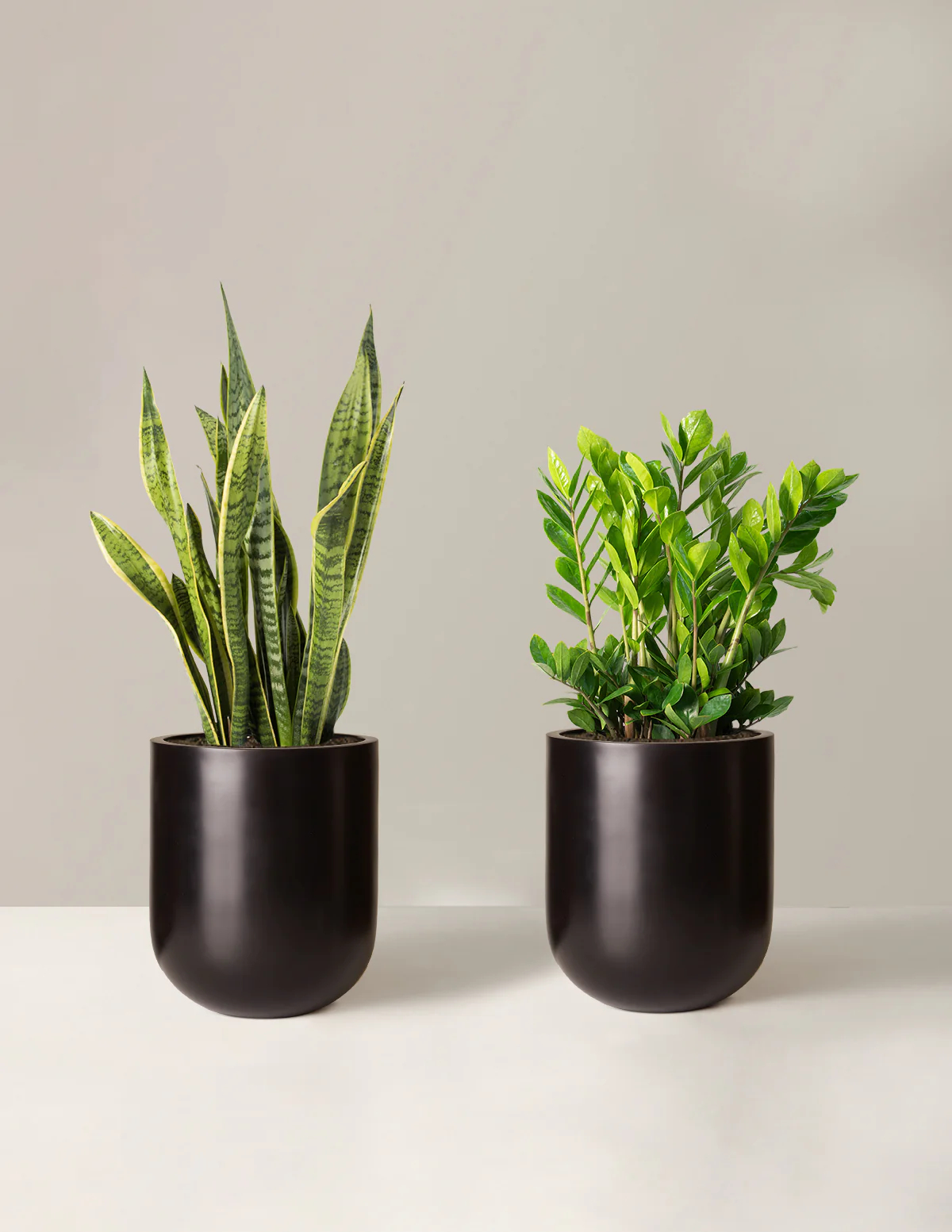 Low-Light Duo - Image 11