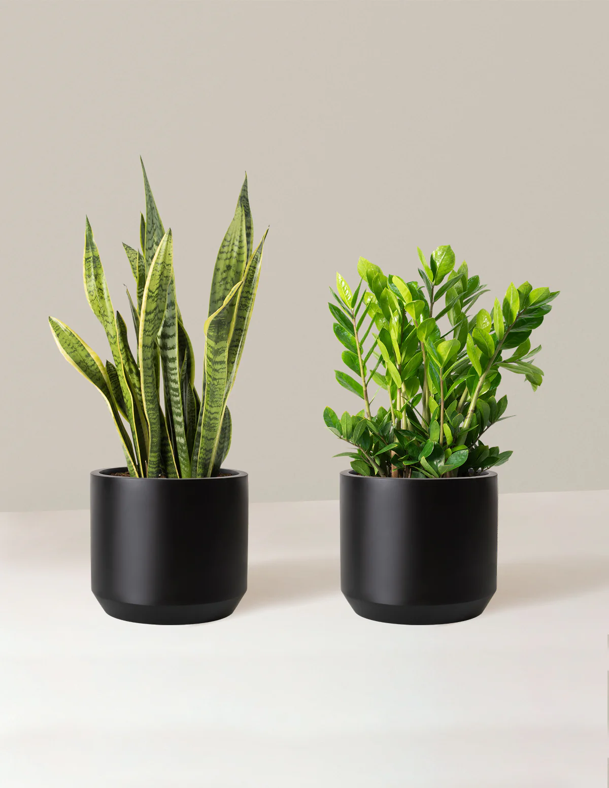 Low-Light Duo - Image 12