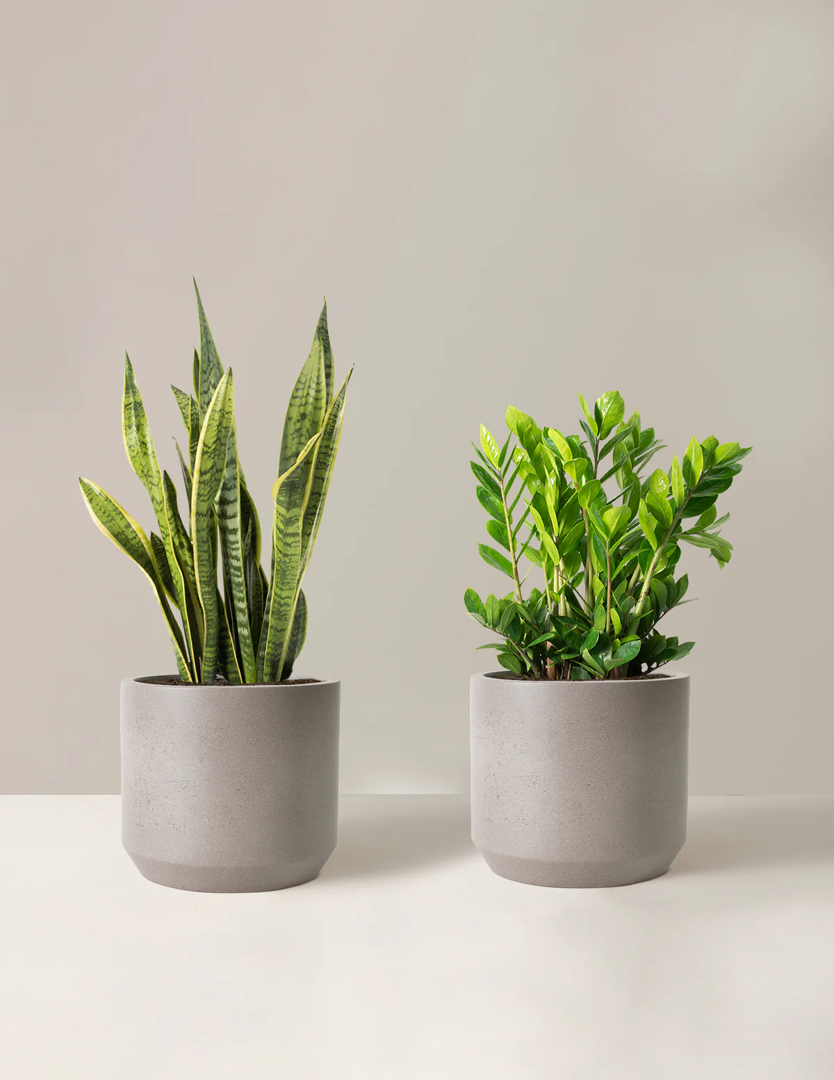 Low-Light Duo - Image 14