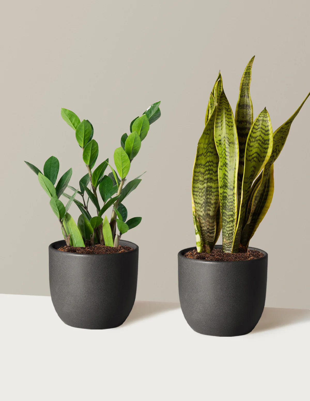 Low-Light Duo - Image 16