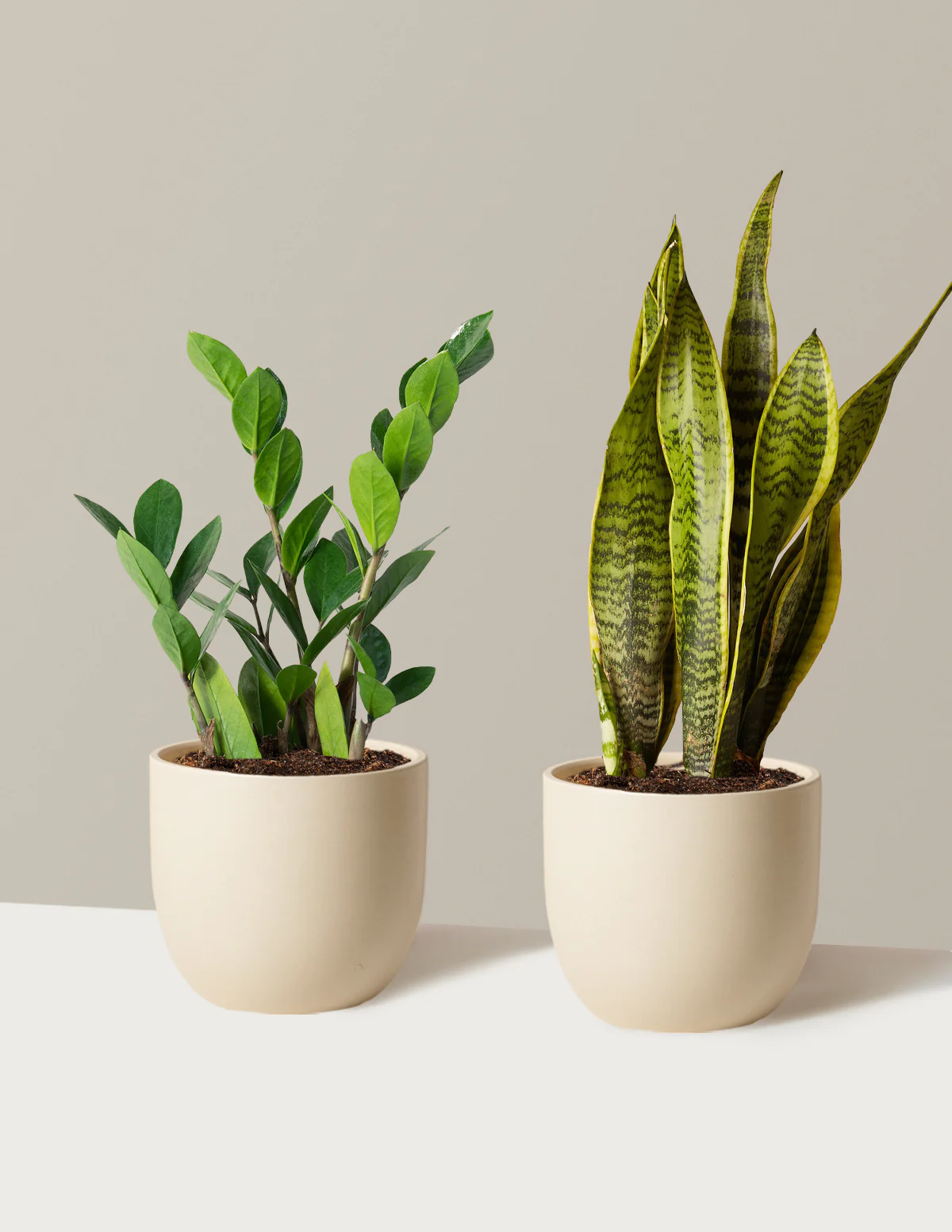 Low-Light Duo - Image 17