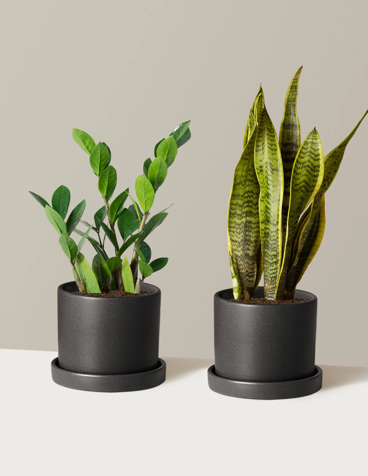 Low-Light Duo - Image 18