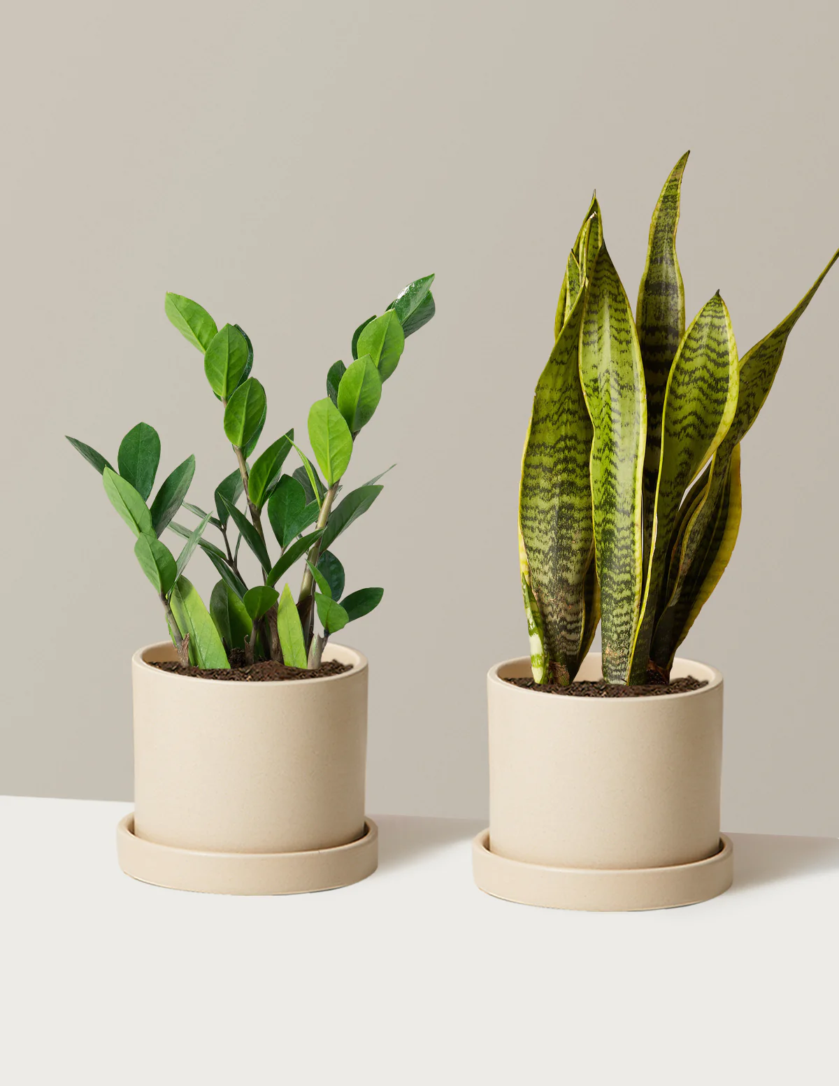 Low-Light Duo - Image 19