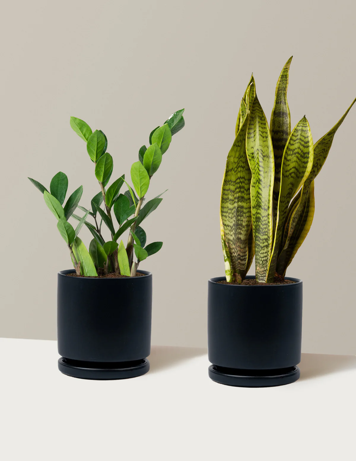 Low-Light Duo - Image 20