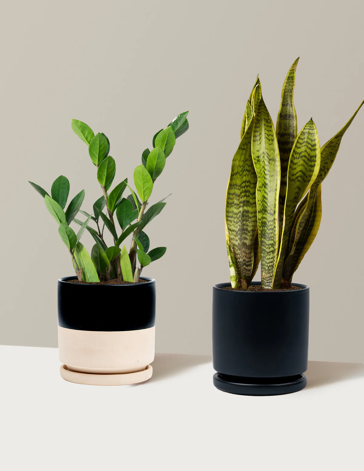 Low-Light Duo - Image 21