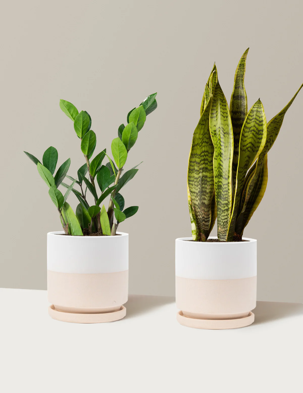 Low-Light Duo - Image 25