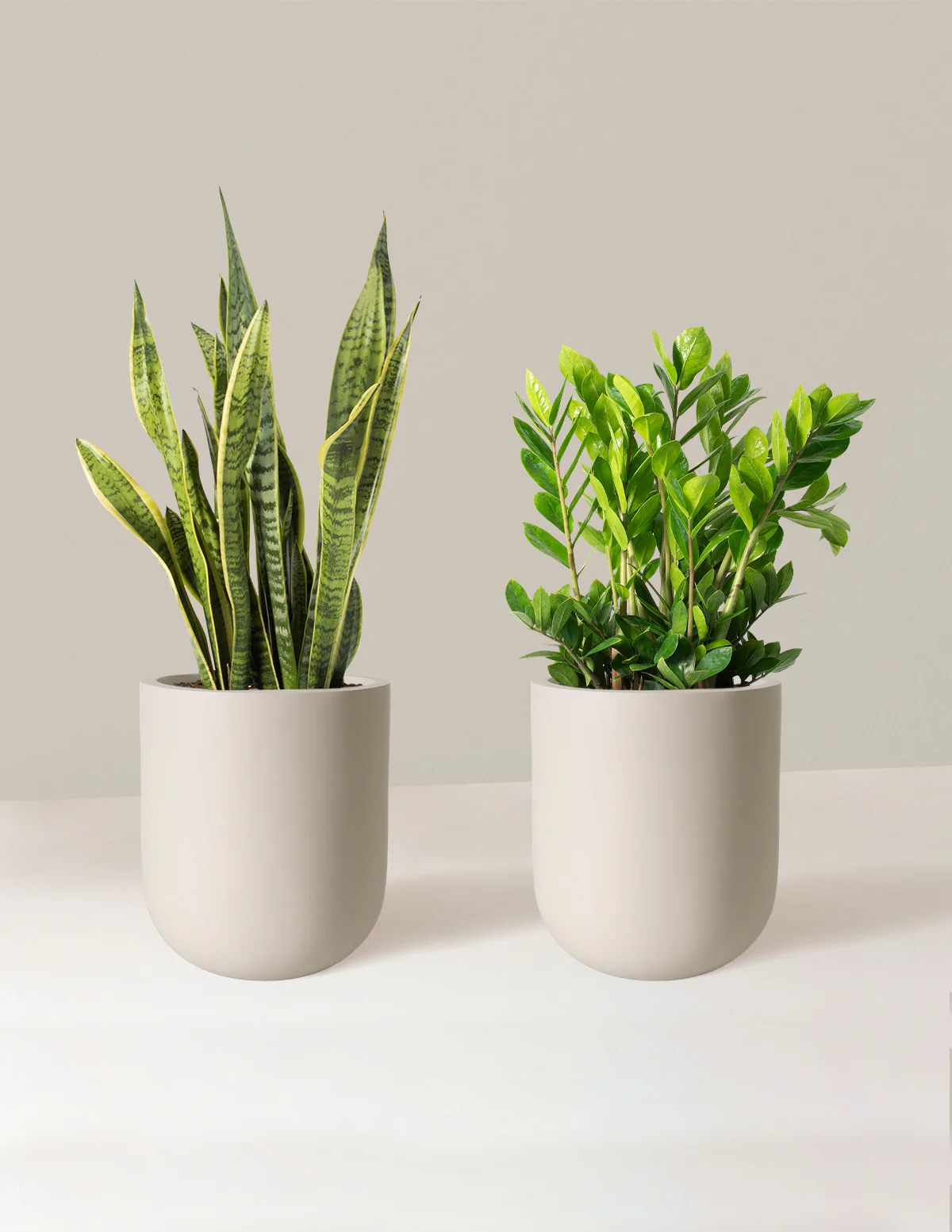 Low-Light Duo - Image 8